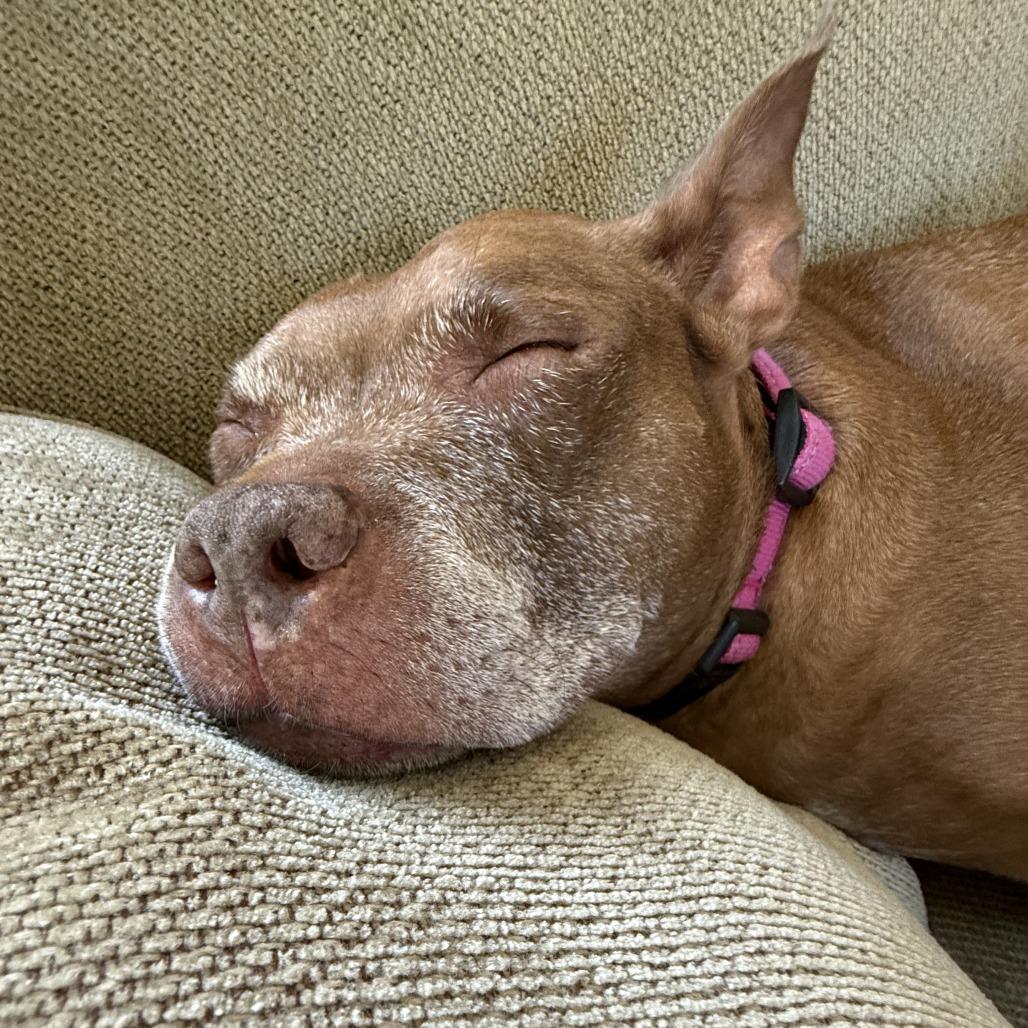 Enlarge Snickers, a Adoptable Mixed Breed in Fairport, NY image 5/6