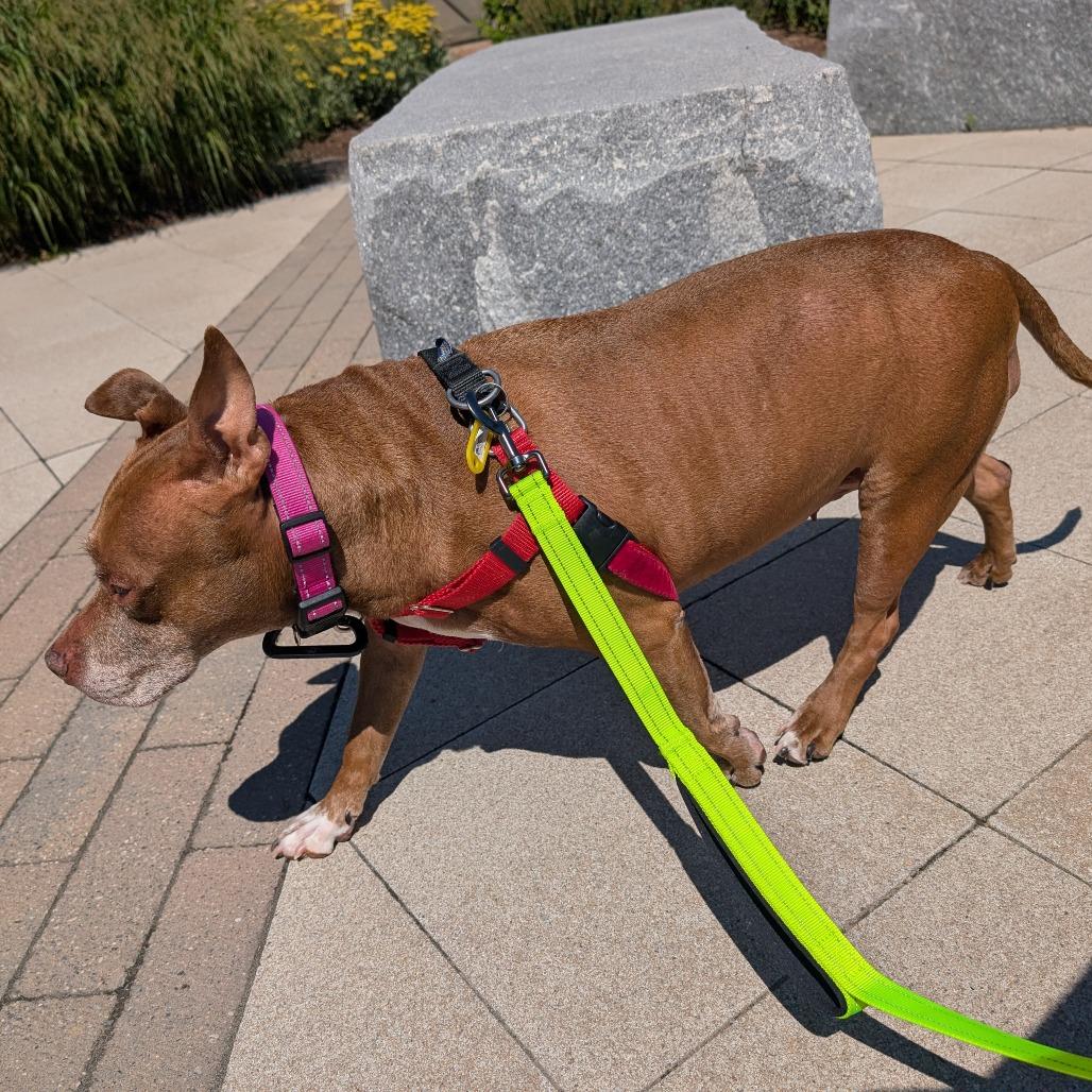 Enlarge Snickers, a Adoptable Mixed Breed in Fairport, NY image 6/6