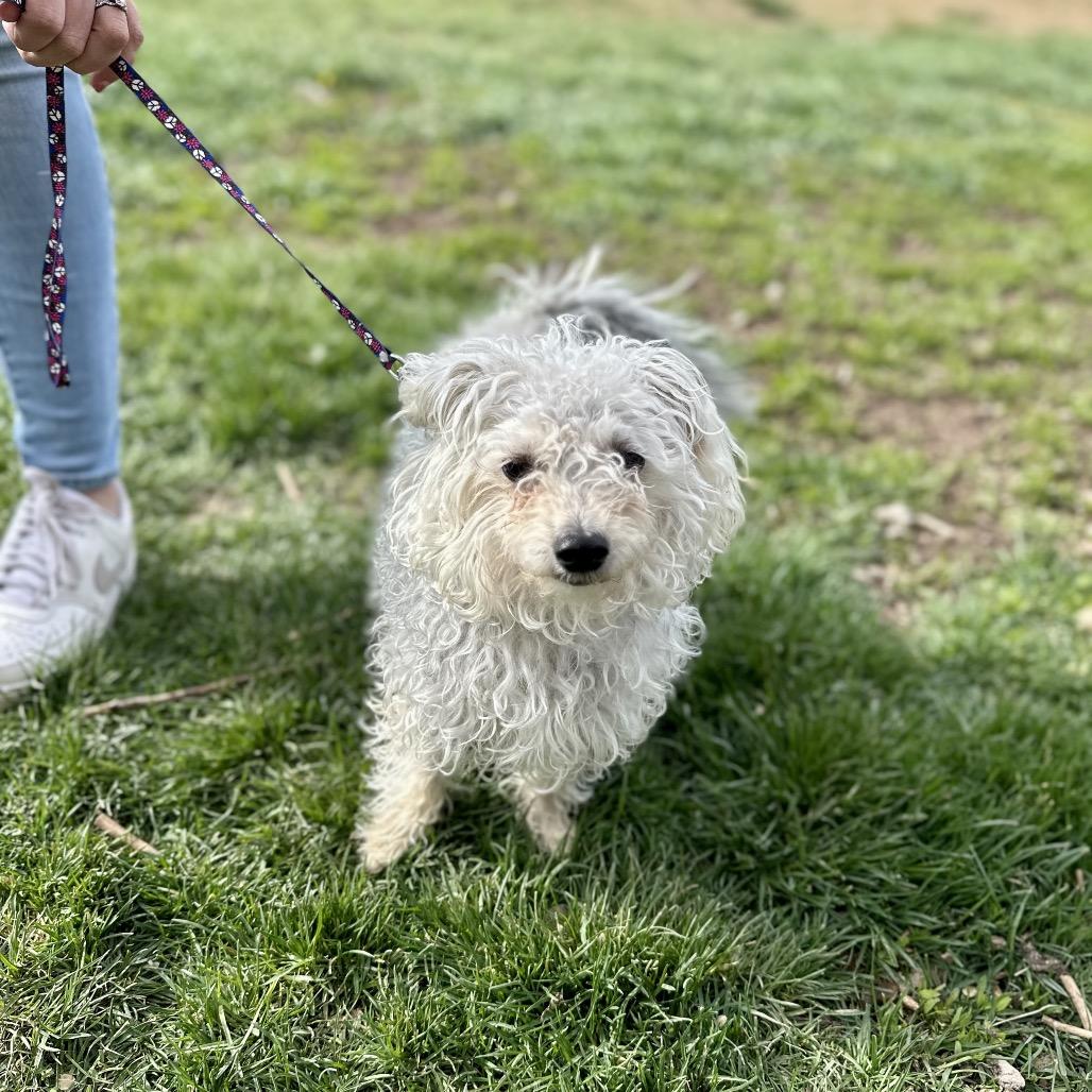 Freedom, Adoptable, Adult Male Poodle & Mixed Breed.