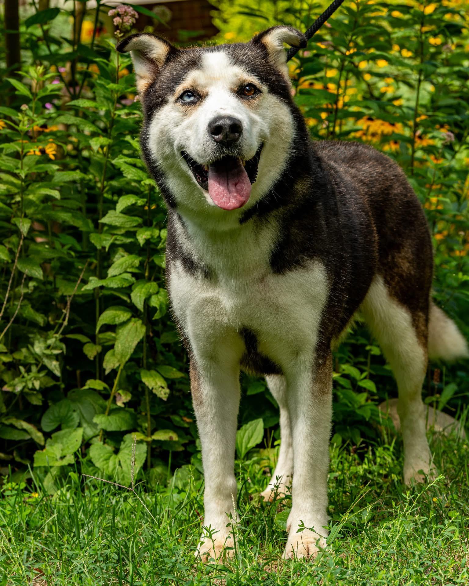Nash, an adoptable Mixed Breed in Hawkestone, ON, L0L 1T0 | Photo Image 1