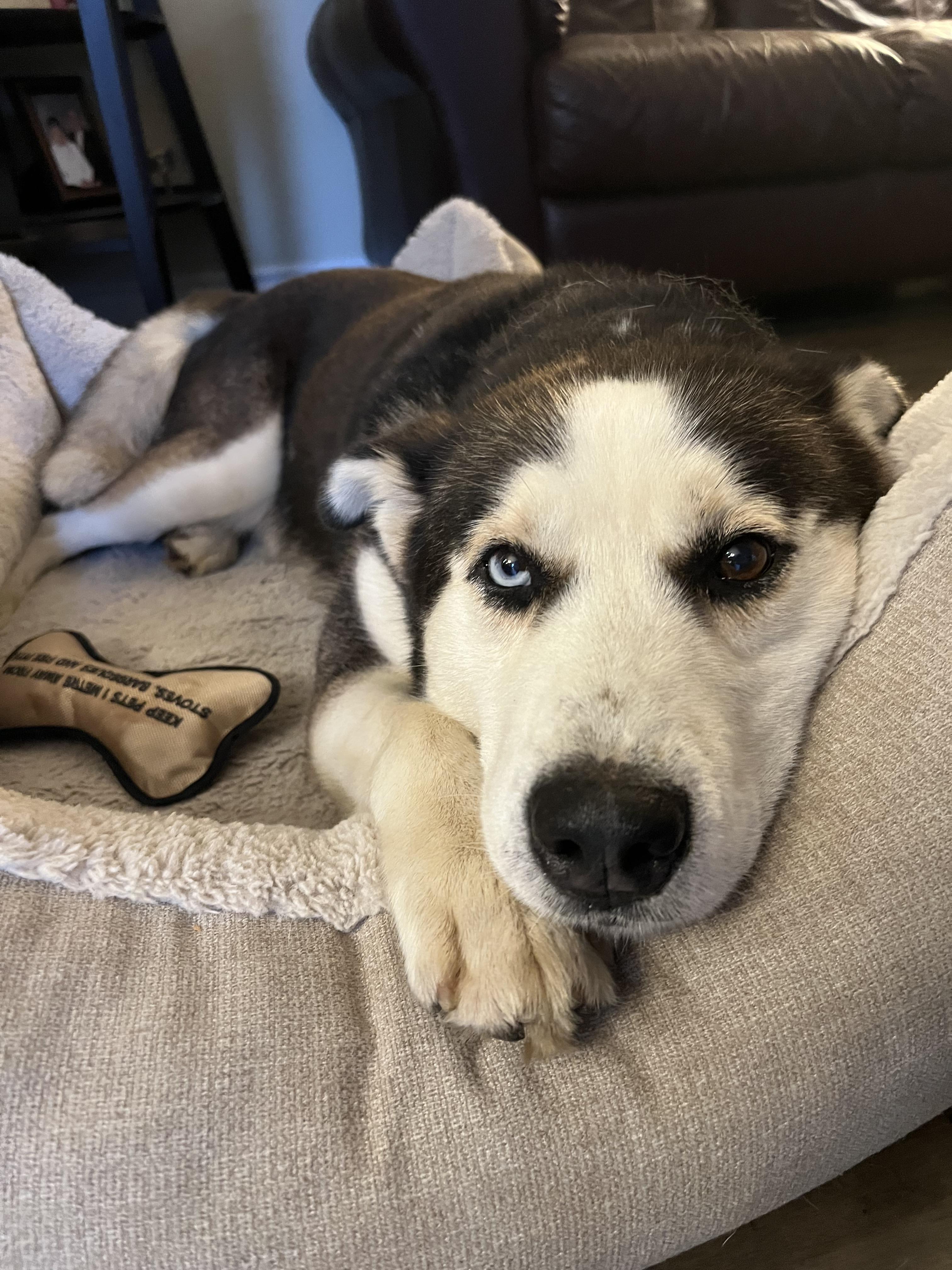 Nash, an adoptable Mixed Breed in Hawkestone, ON, L0L 1T0 | Photo Image 6