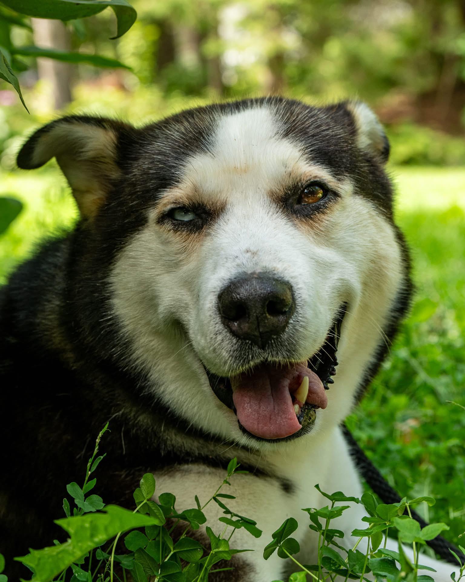 Nash, an adoptable Mixed Breed in Hawkestone, ON, L0L 1T0 | Photo Image 2