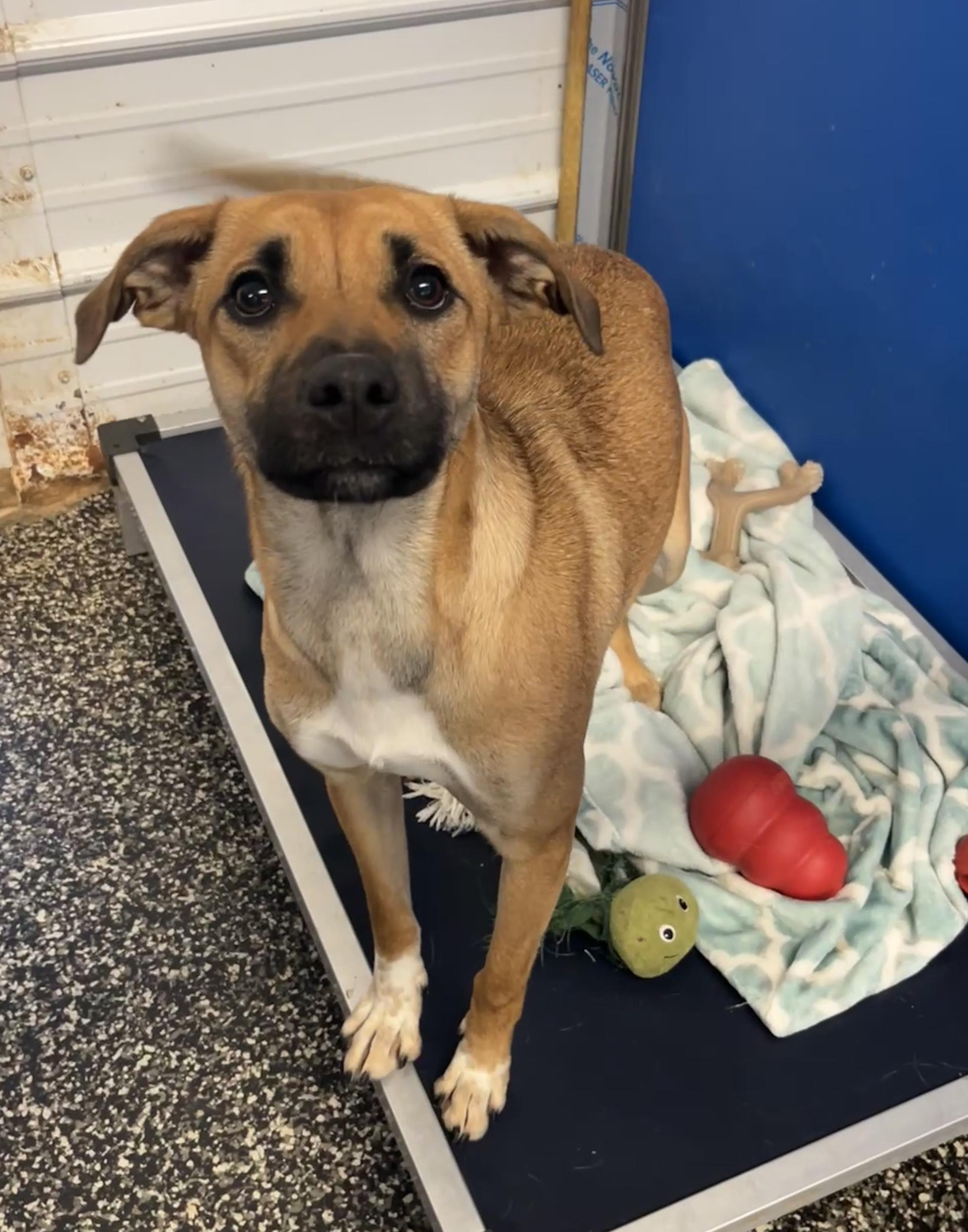 Badaboom, ADOPTABLE, Young Female Yellow Labrador Retriever & Jack Russell Terrier.