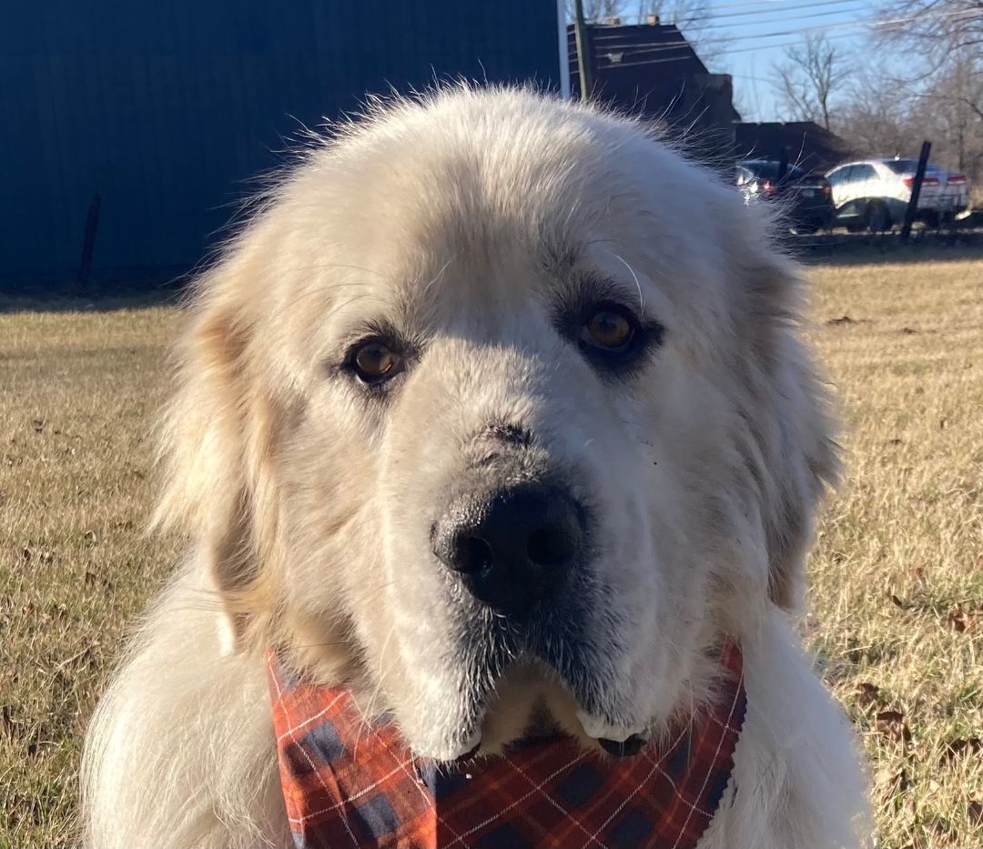 Cylus - Nice Boy - Foster Needed, Adoptable, Adult Male Great Pyrenees.