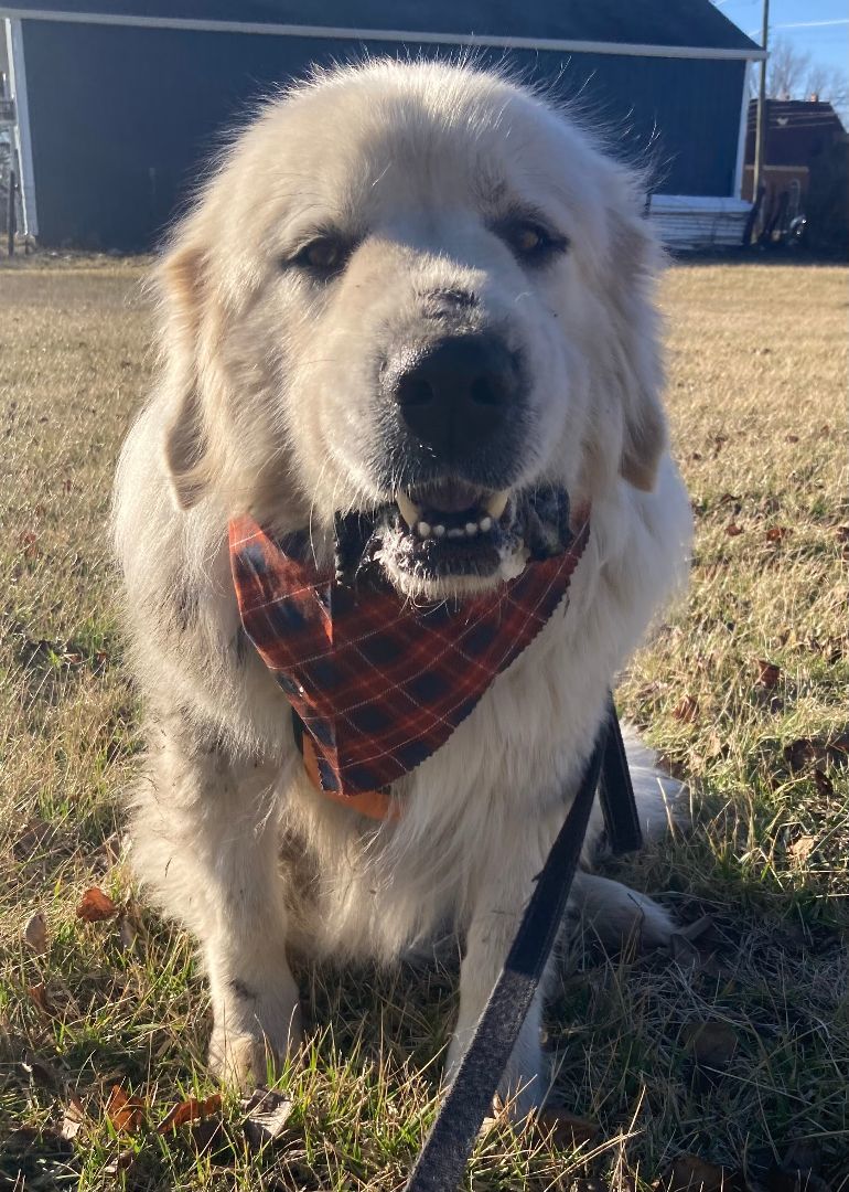 Cylus - Nice Boy - Foster Needed, a Adoptable Great Pyrenees in Indianapolis, IN image 2/6