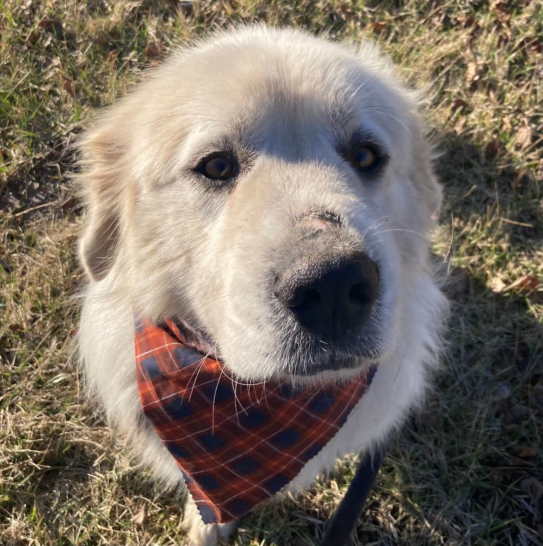 Cylus - Nice Boy - Foster Needed, a Adoptable Great Pyrenees in Indianapolis, IN image 3/6