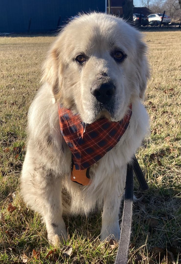 Cylus - Nice Boy - Foster Needed, a Adoptable Great Pyrenees in Indianapolis, IN image 4/6