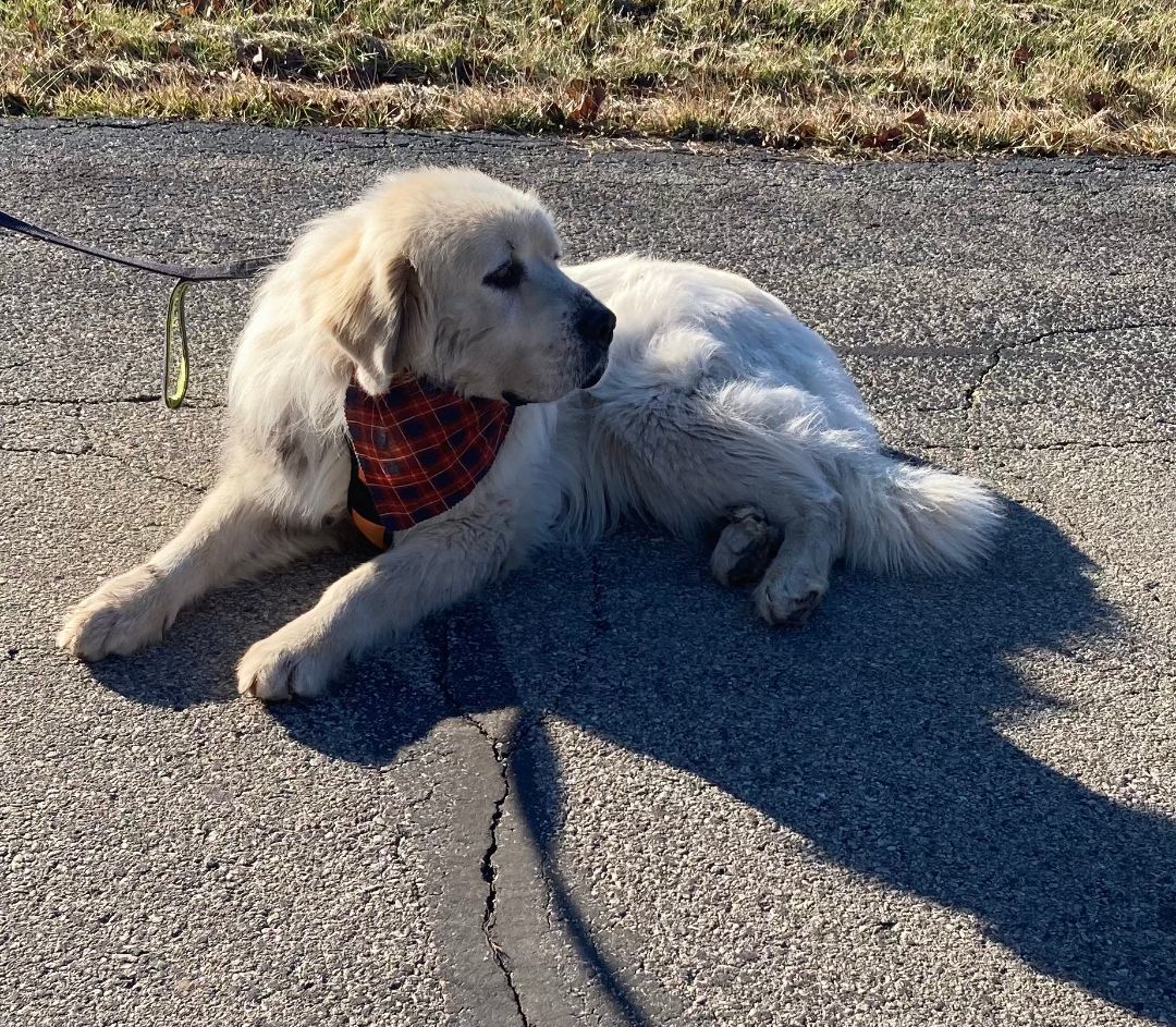 Cylus - Nice Boy - Foster Needed, a Adoptable Great Pyrenees in Indianapolis, IN image 5/6