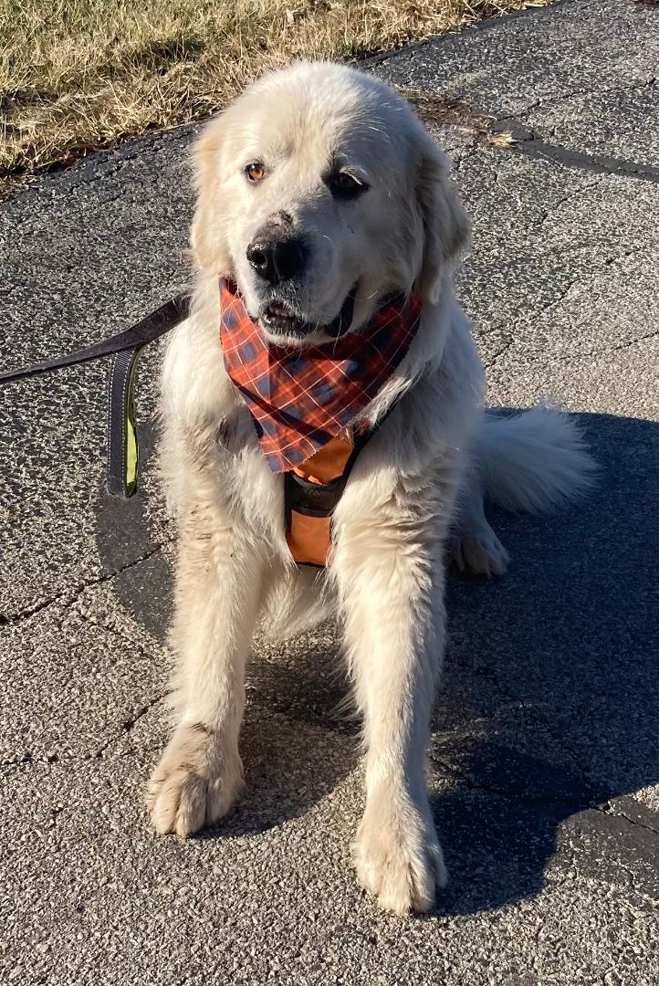 Cylus - Nice Boy - Foster Needed, a Adoptable Great Pyrenees in Indianapolis, IN image 6/6