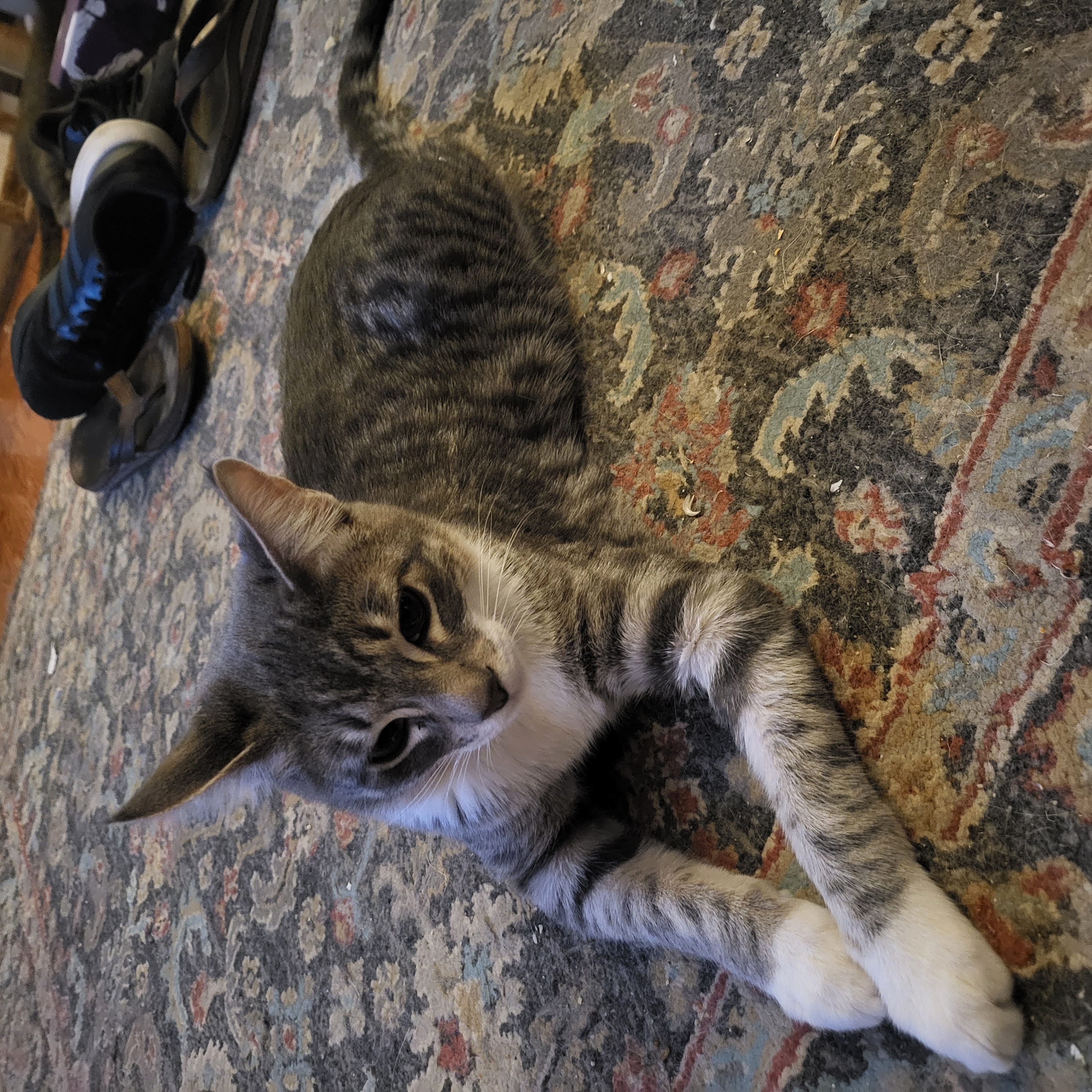 Cat for adoption Lafayette, a Tabby Mix in Lancaster, CA Petfinder