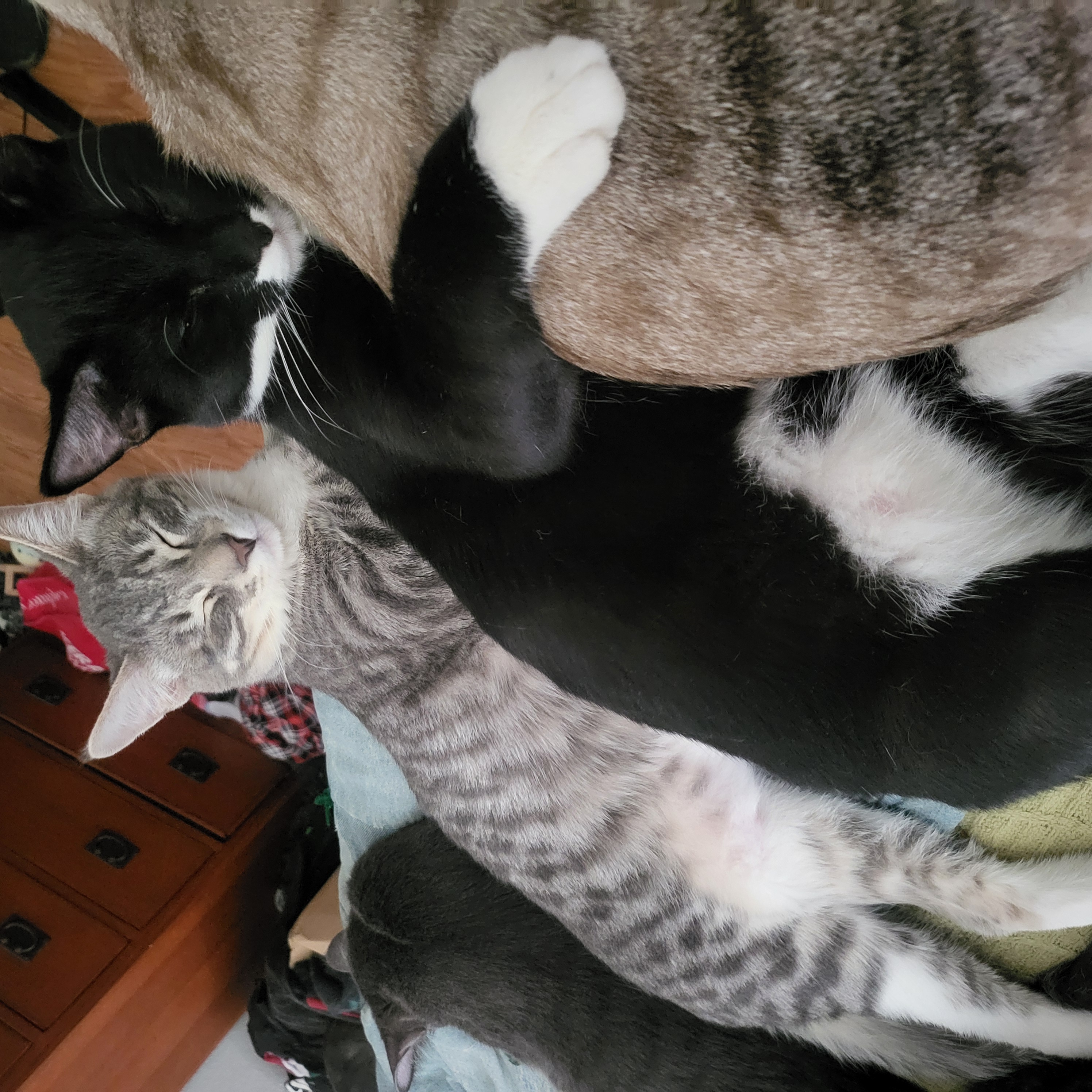 Cat for adoption Lafayette, a Tabby Mix in Lancaster, CA Petfinder