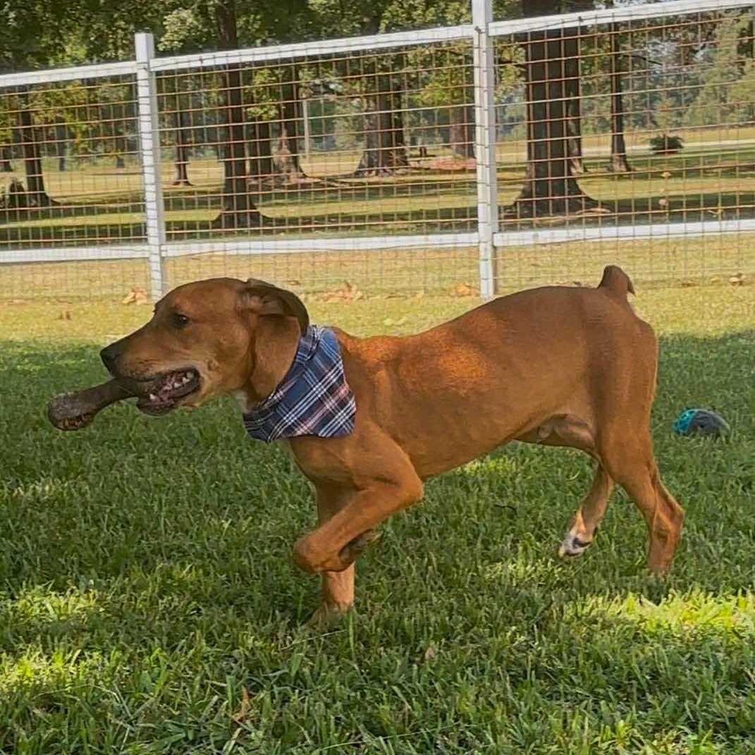 Clyde, a Adoptable Mixed Breed in Pelham, NH image 1/4