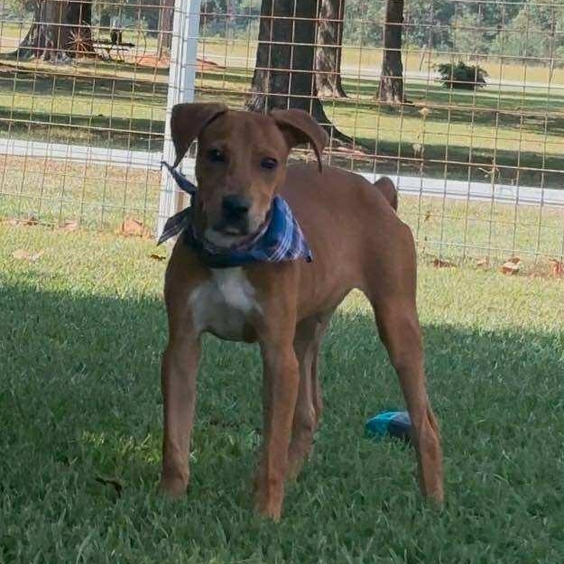 Clyde, a Adoptable Mixed Breed in Pelham, NH image 2/4