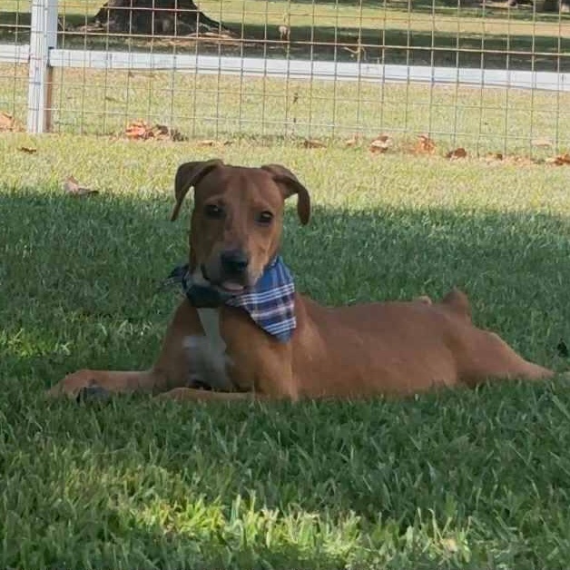 Clyde, a Adoptable Mixed Breed in Pelham, NH image 3/4