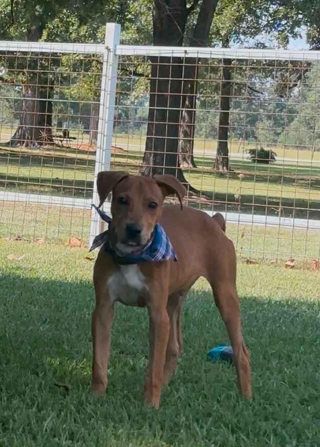 Clyde, a Adoptable Mixed Breed in Pelham, NH image 4/4