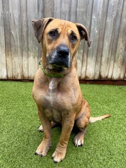 Orion, a Adoptable Mixed Breed in Eugene, OR image 1/3