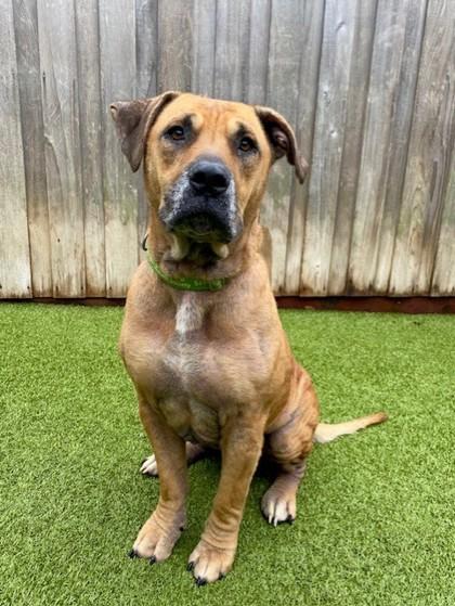 Orion, a Adoptable Mixed Breed in Eugene, OR image 2/3