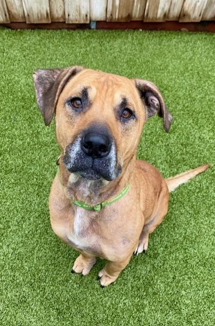 Orion, Adoptable, Adult Male Mixed Breed & Mixed Breed.