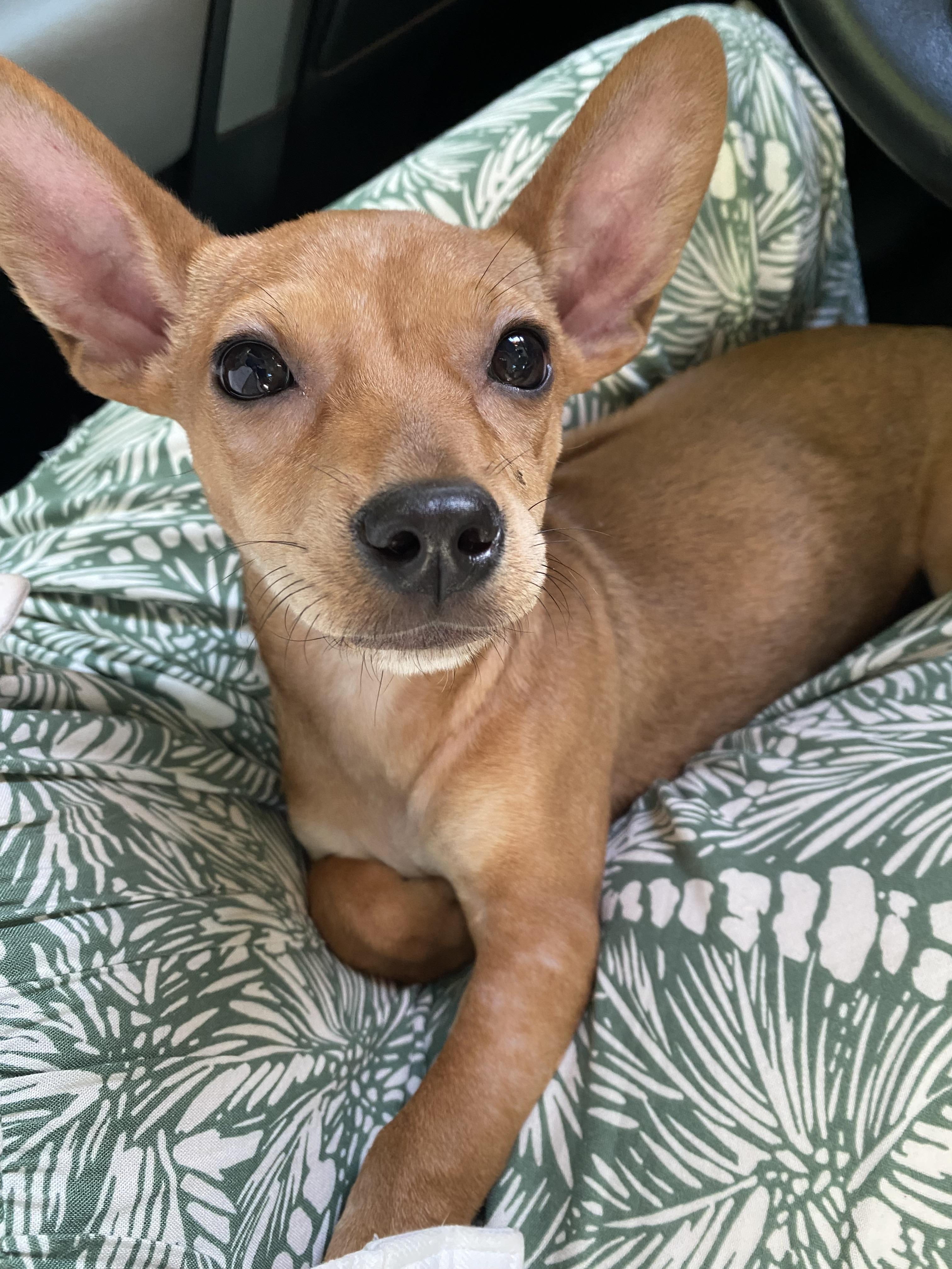 Bambi, ADOPTABLE, Puppy Female Chihuahua.