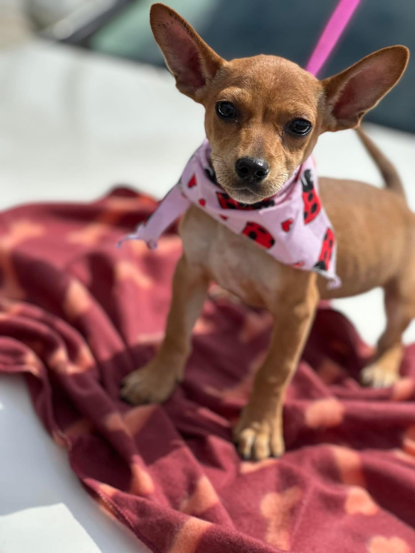 Bambi, a ADOPTABLE mixed breed in Sacramento, CA image 3/5