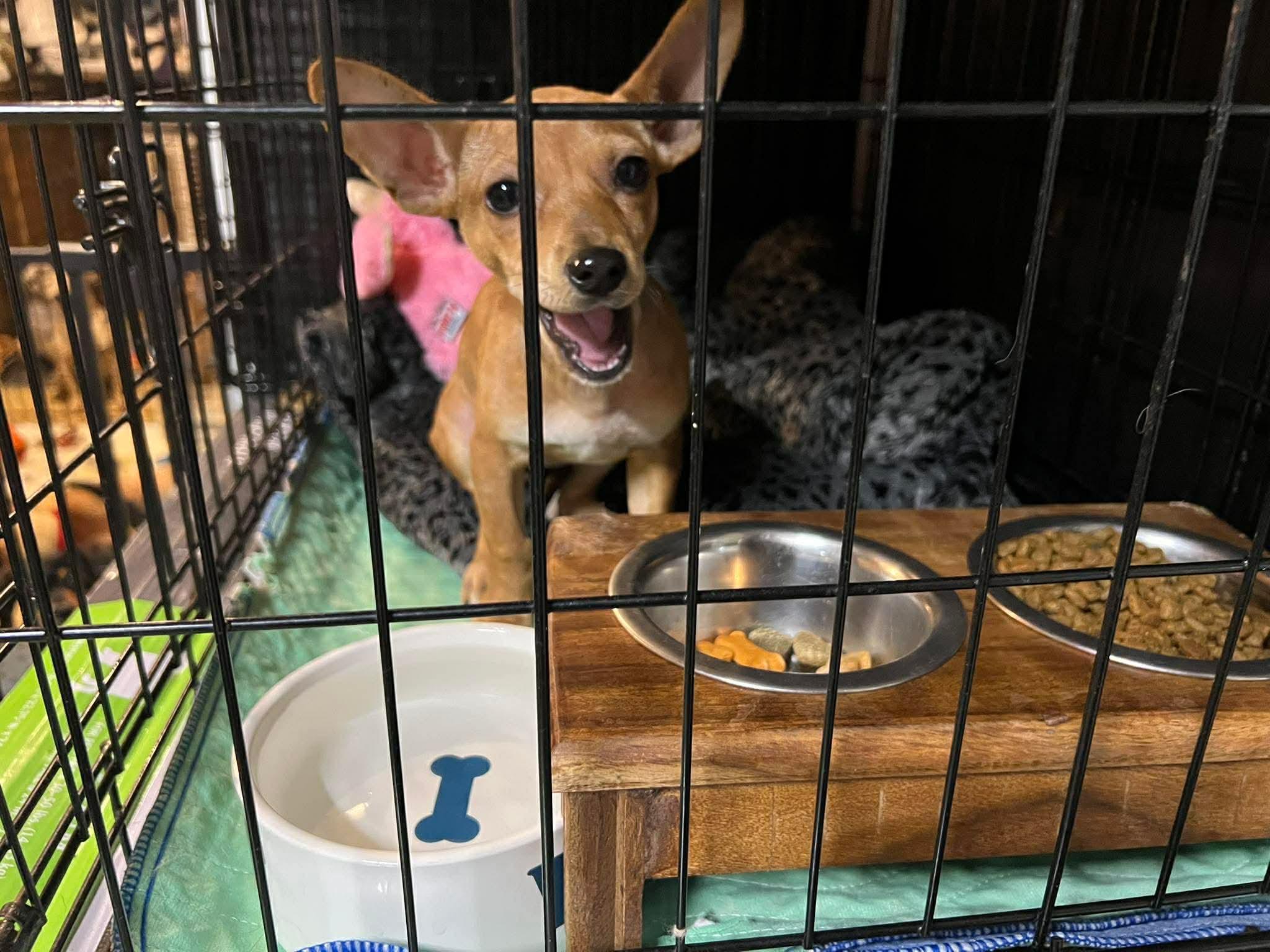 Bambi, a ADOPTABLE mixed breed in Sacramento, CA image 4/5