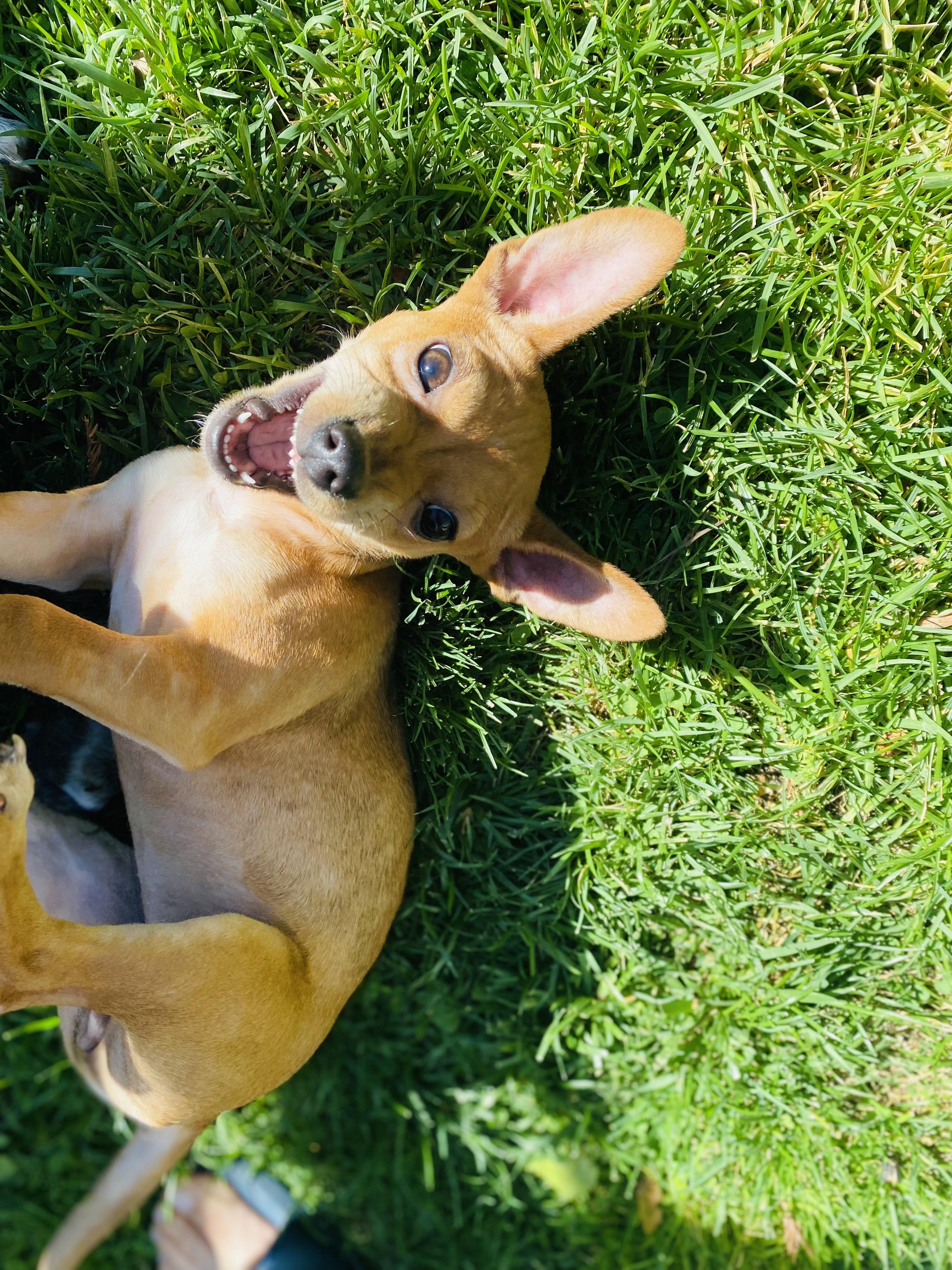 Bambi, a ADOPTABLE mixed breed in Sacramento, CA image 5/5