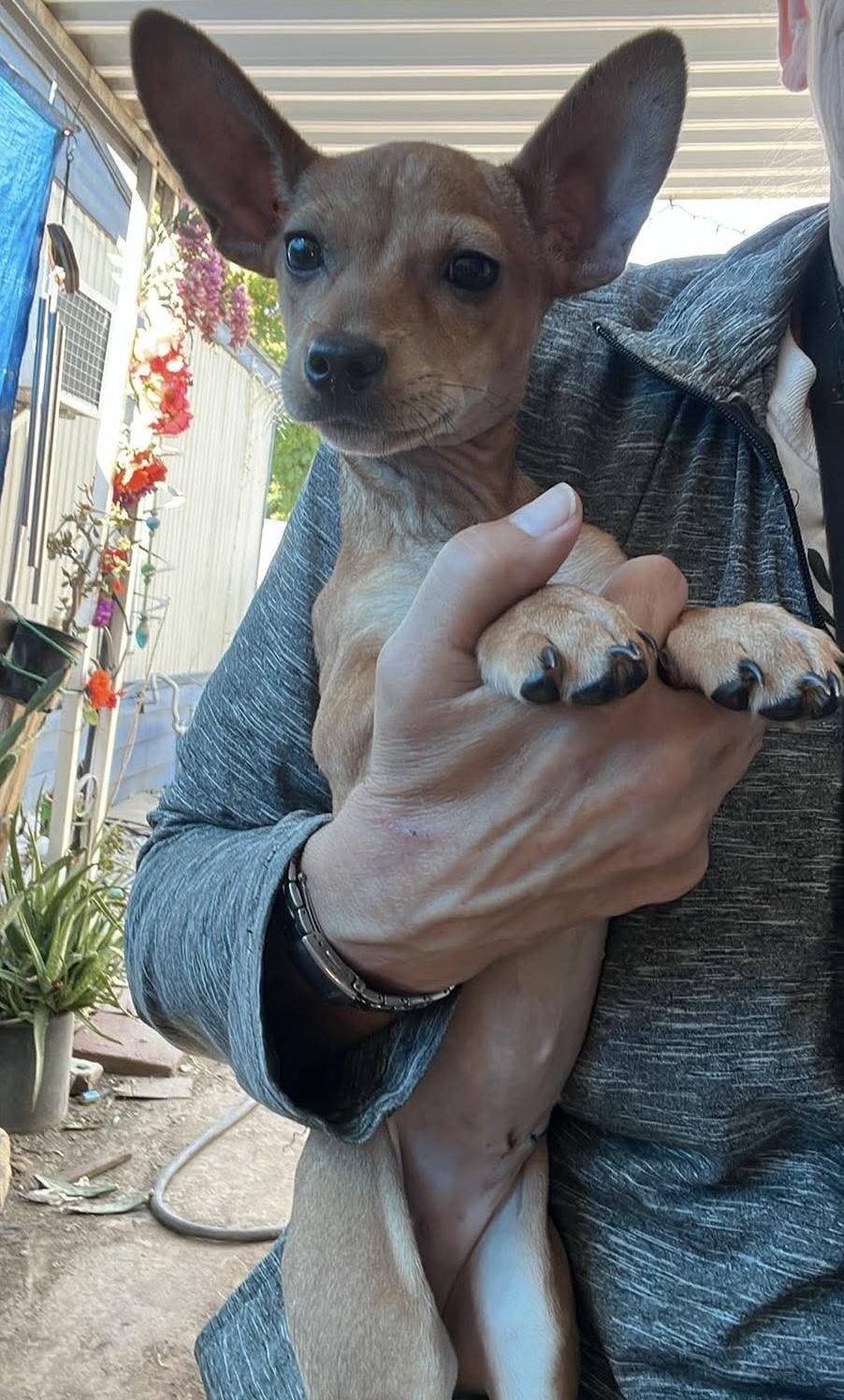 Bambi, a ADOPTABLE mixed breed in Sacramento, CA image 2/5