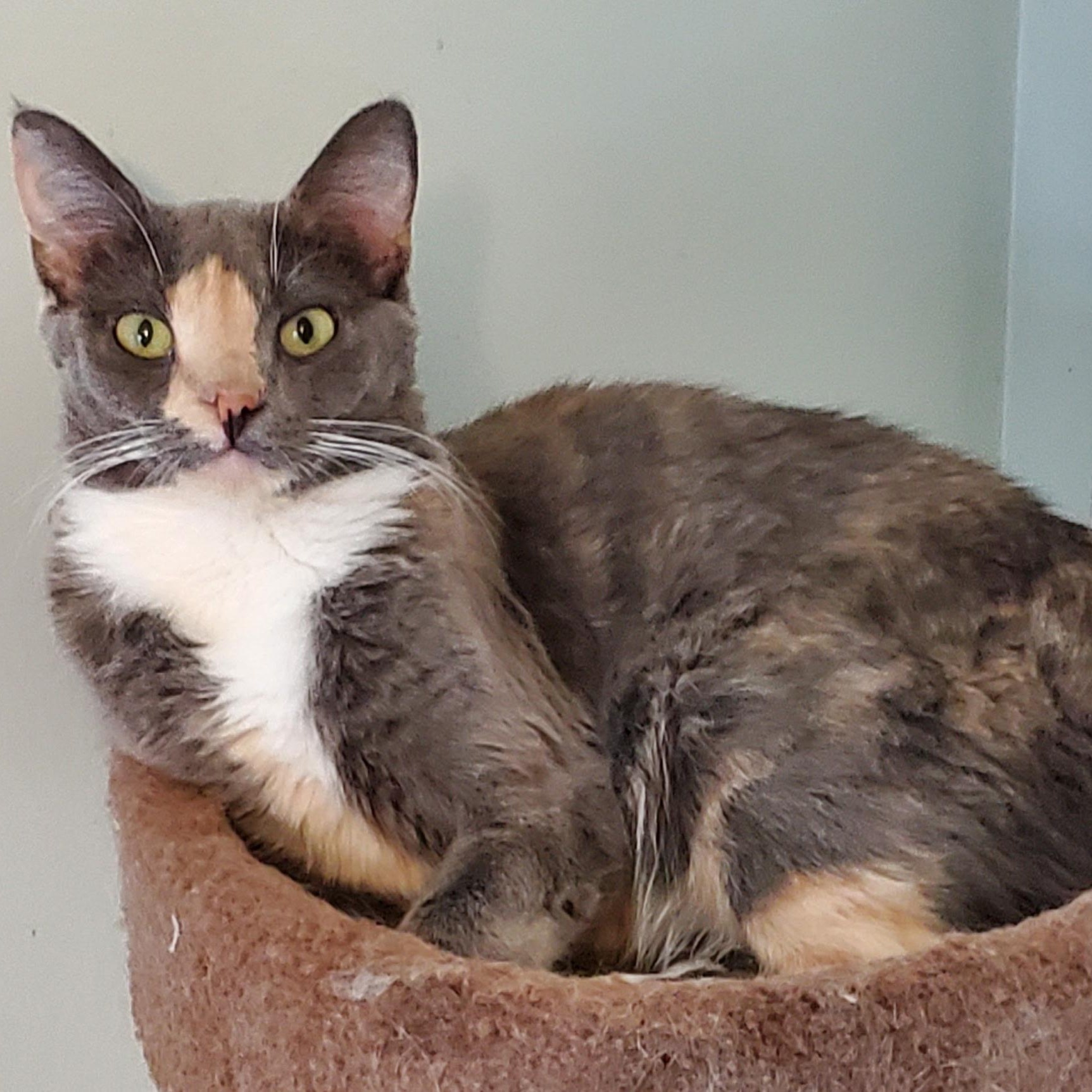Honey, Adult Female unknown