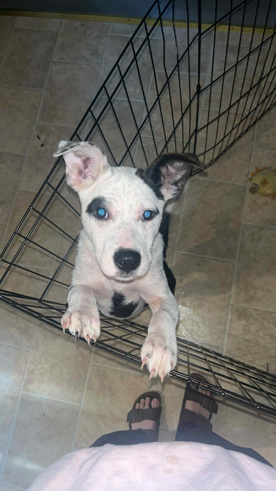 Honey, Adoptable, Young Female Mixed Breed.