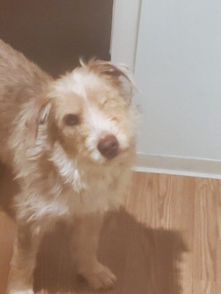 Enlarge Snickerdoodle, a Adoptable mixed breed in Colorado Springs, CO image 1/1