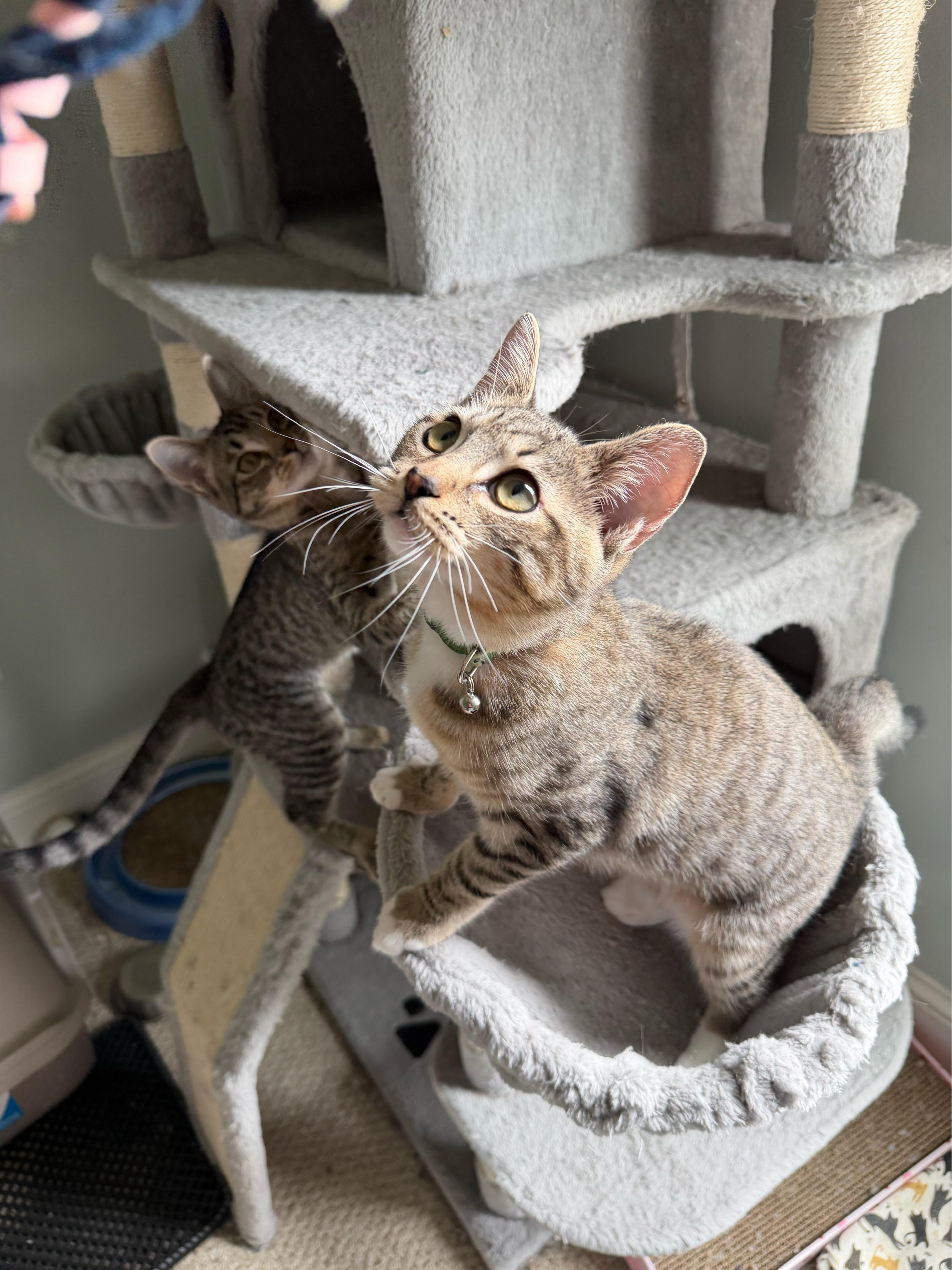 Poseidon - Greensboro GA