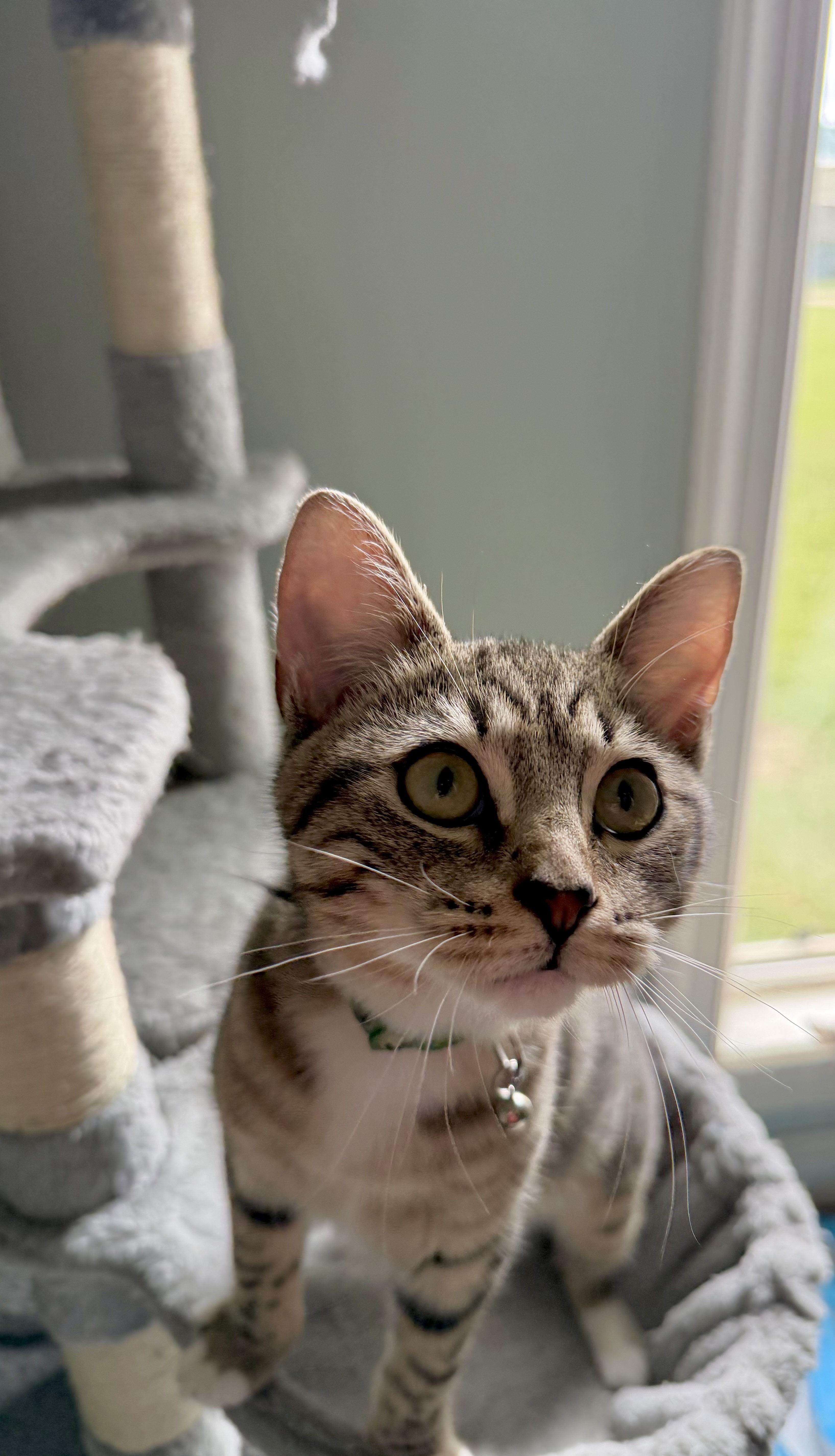 Poseidon - Greensboro GA