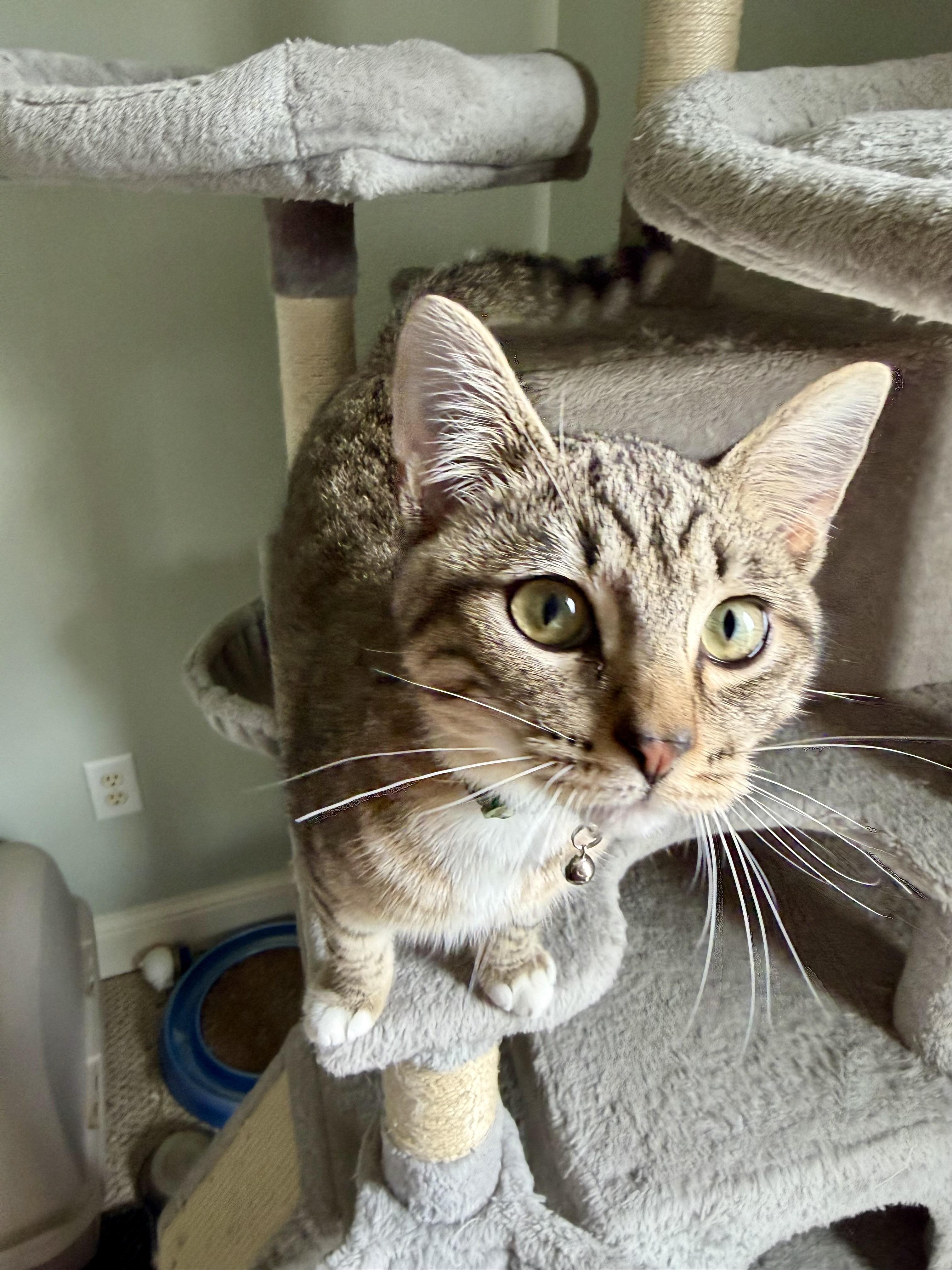 Poseidon - Greensboro GA