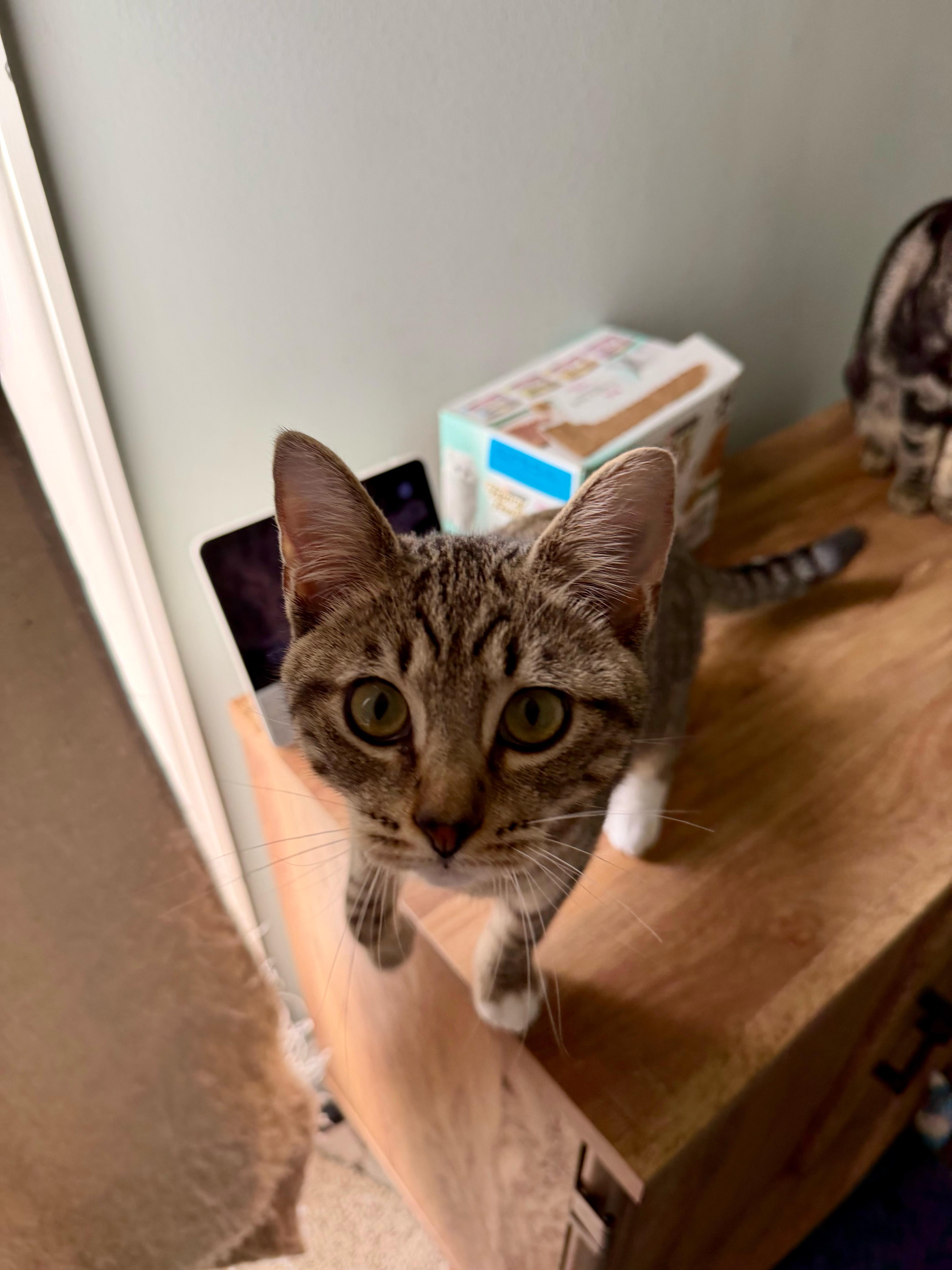 Poseidon - Greensboro GA