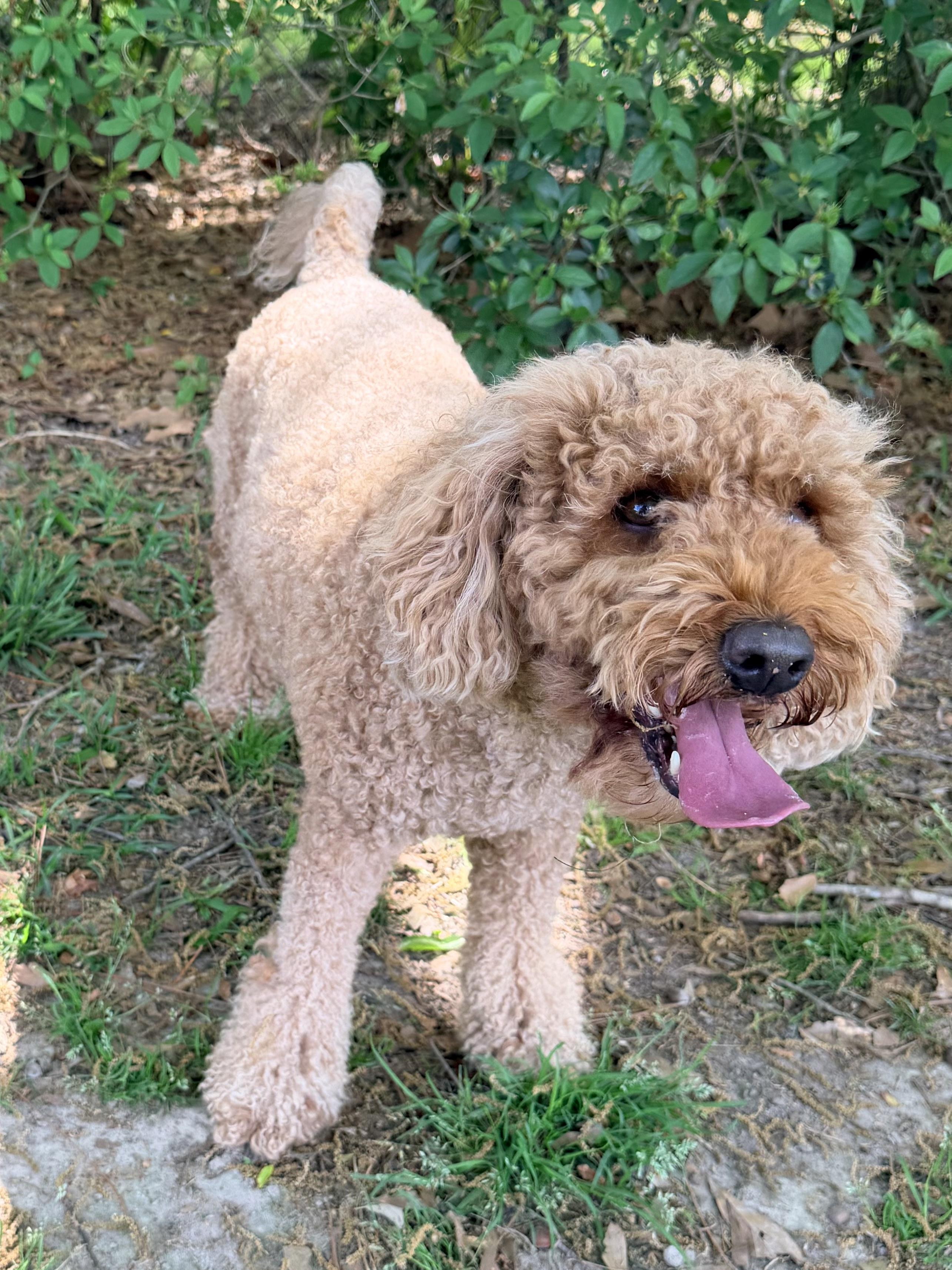 Enlarge Roux, an adopted Poodle in Baker, LA image 5/6