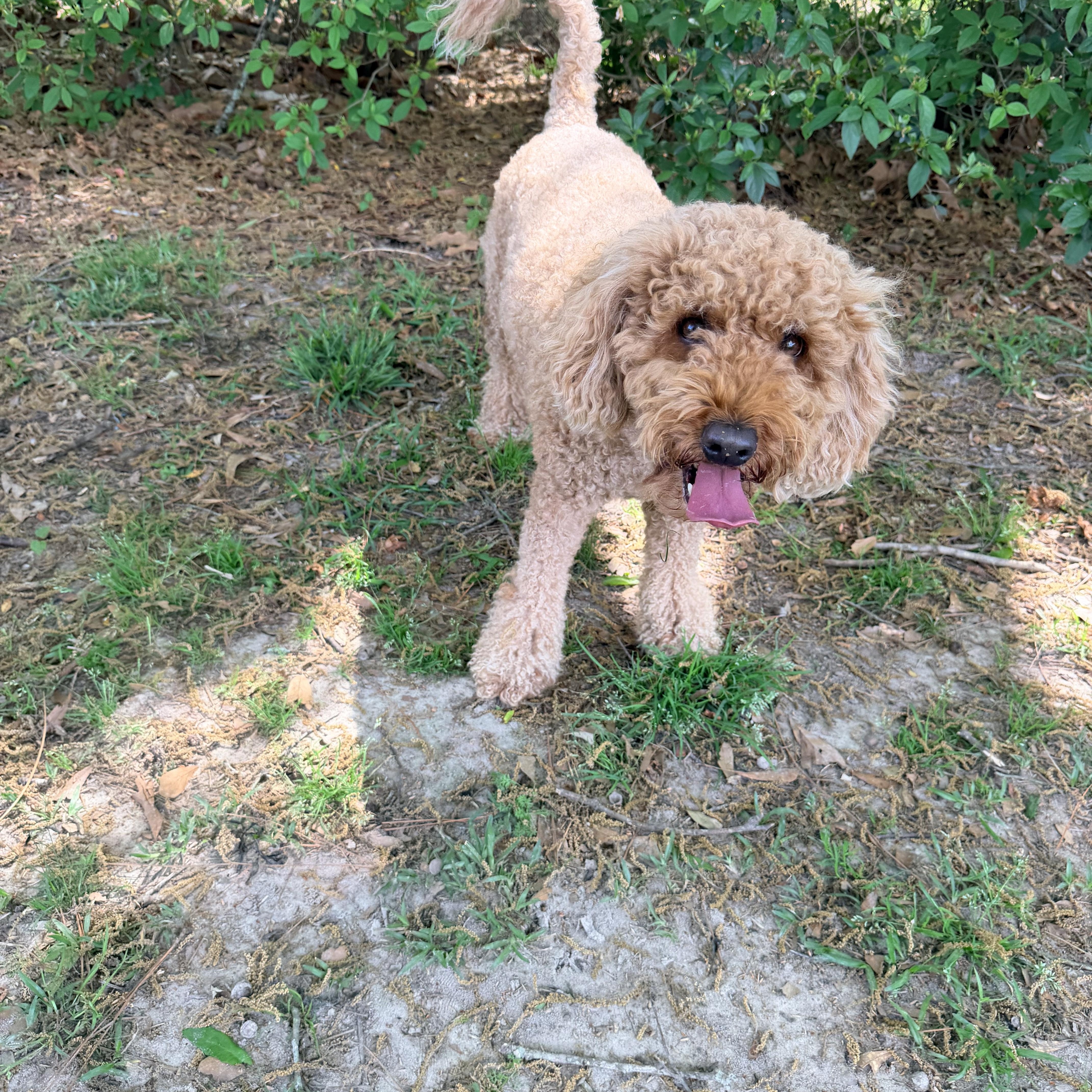 Enlarge Roux, an adopted Poodle in Baker, LA image 1/6