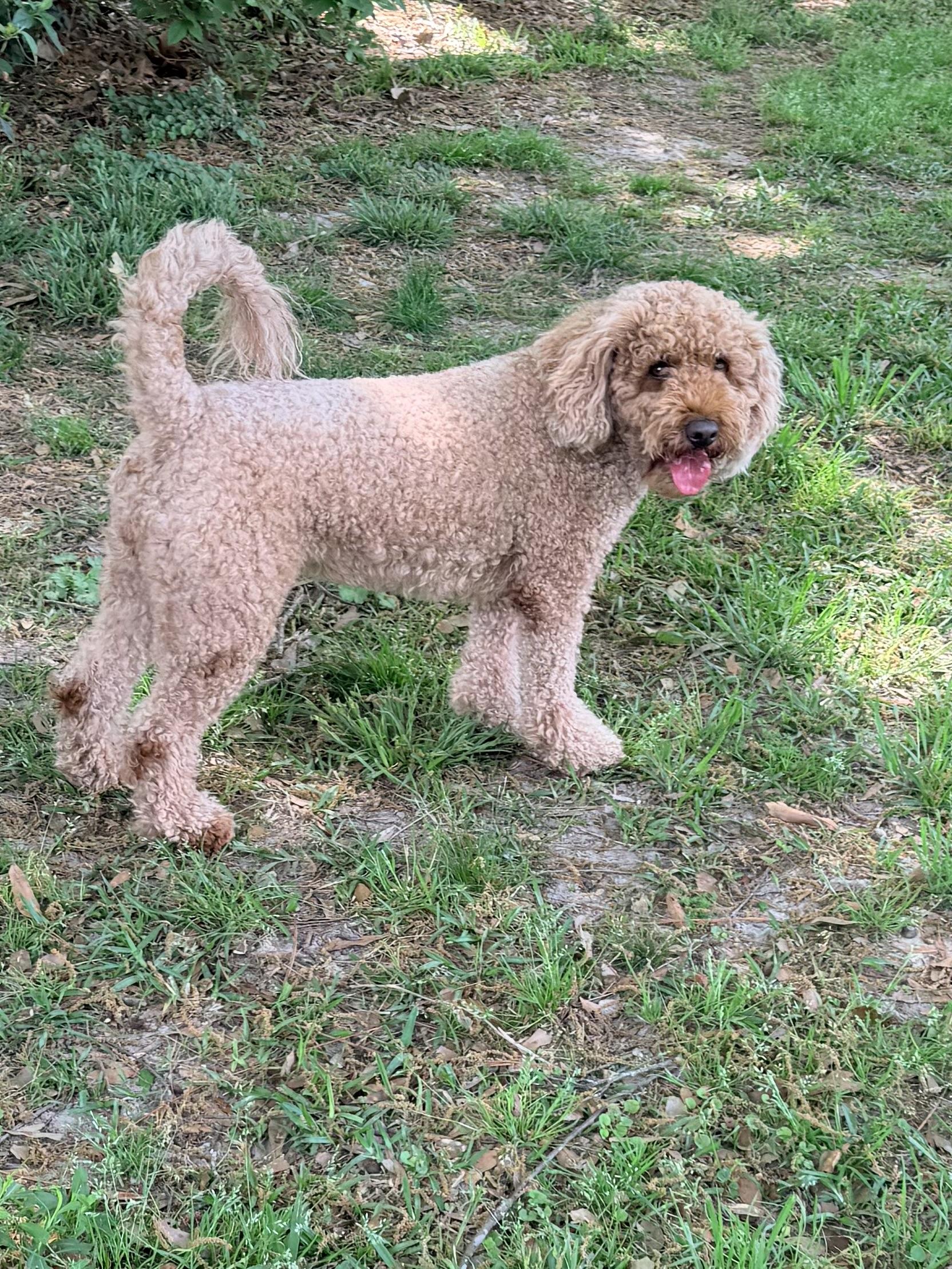 Enlarge Roux, an adopted Poodle in Baker, LA image 3/6