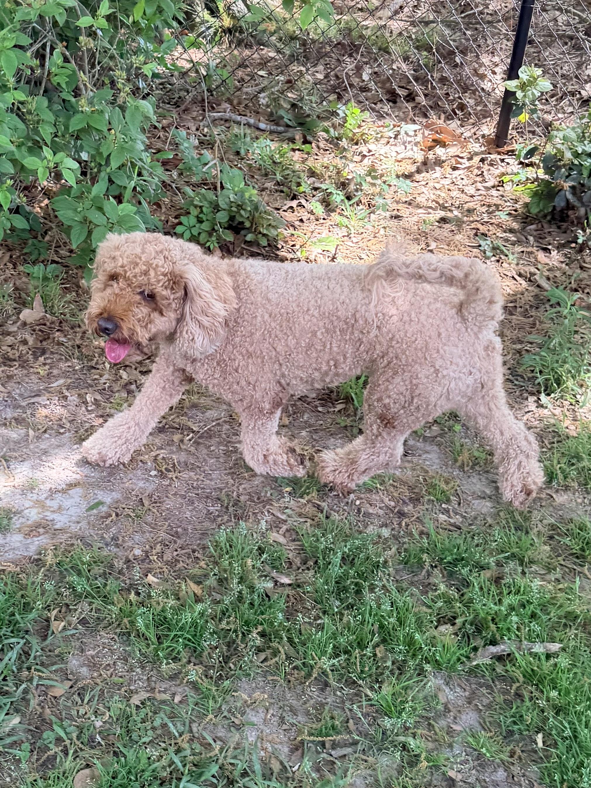Enlarge Roux, an adopted Poodle in Baker, LA image 2/6