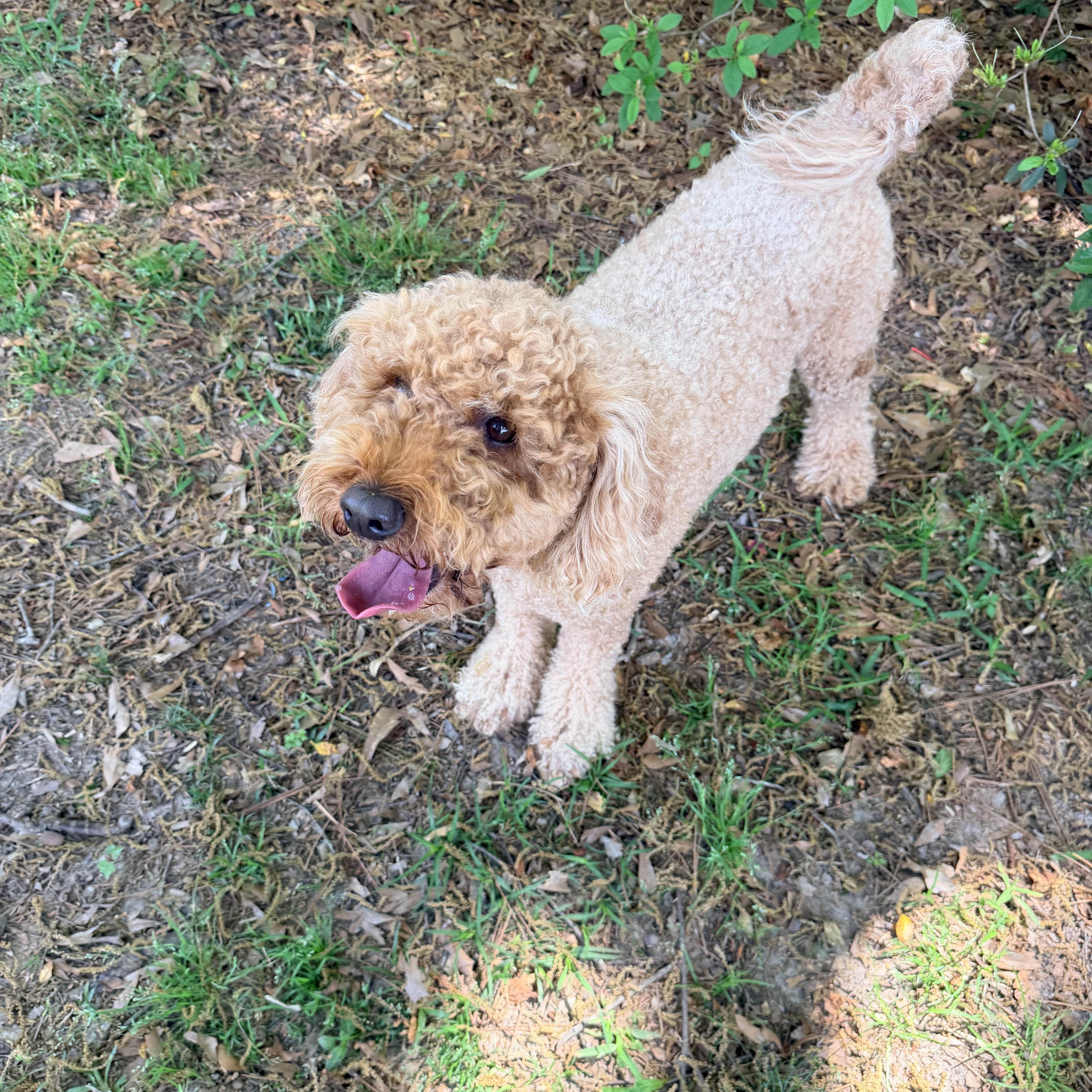 Enlarge Roux, an adopted Poodle in Baker, LA image 6/6