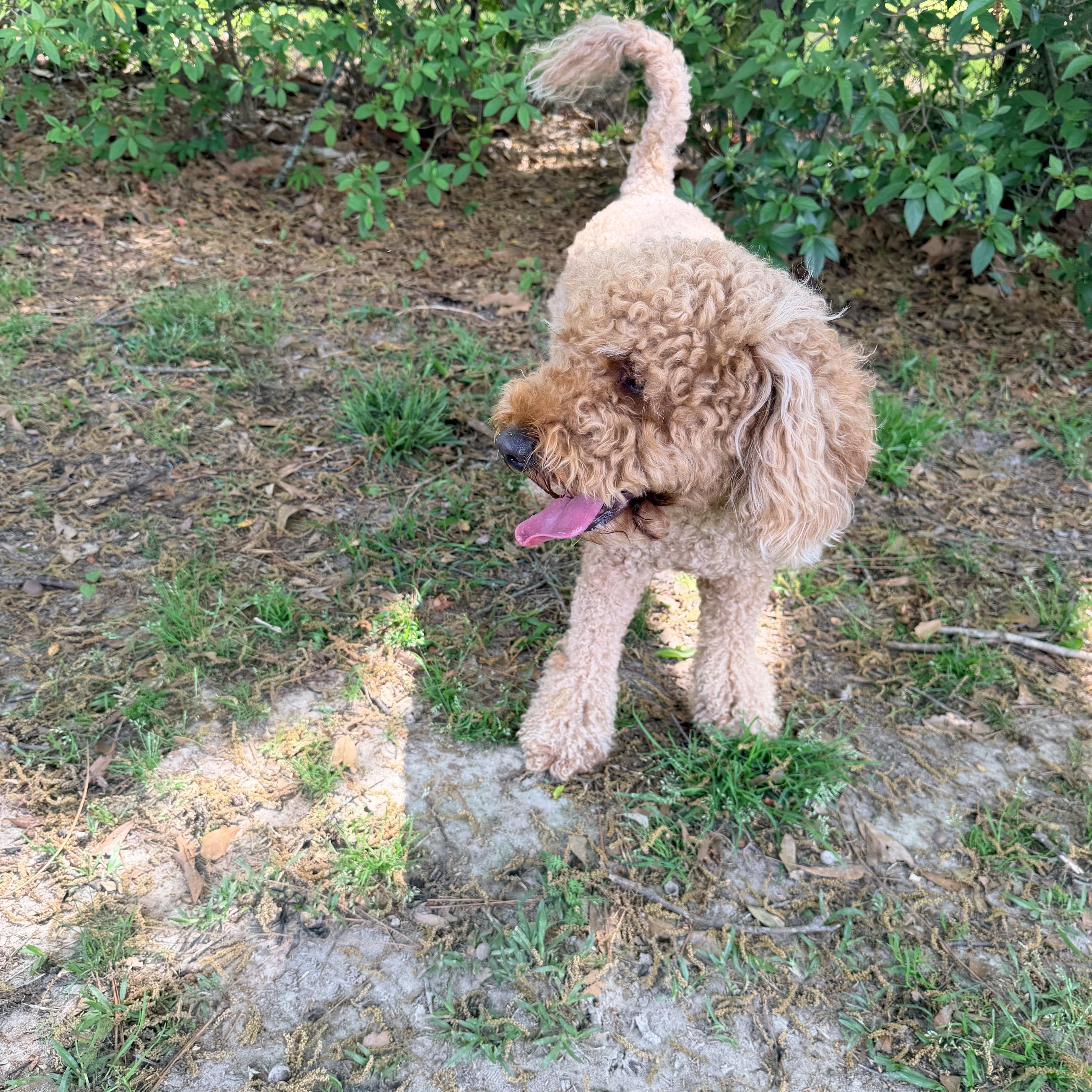 Enlarge Roux, an adopted Poodle in Baker, LA image 4/6