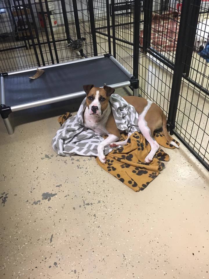 Paulie, Adoptable, Adult Male Boxer.