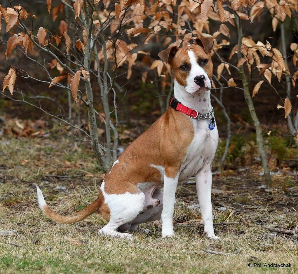 Enlarge Paulie, a Adoptable mixed breed in Altoona, PA image 2/5