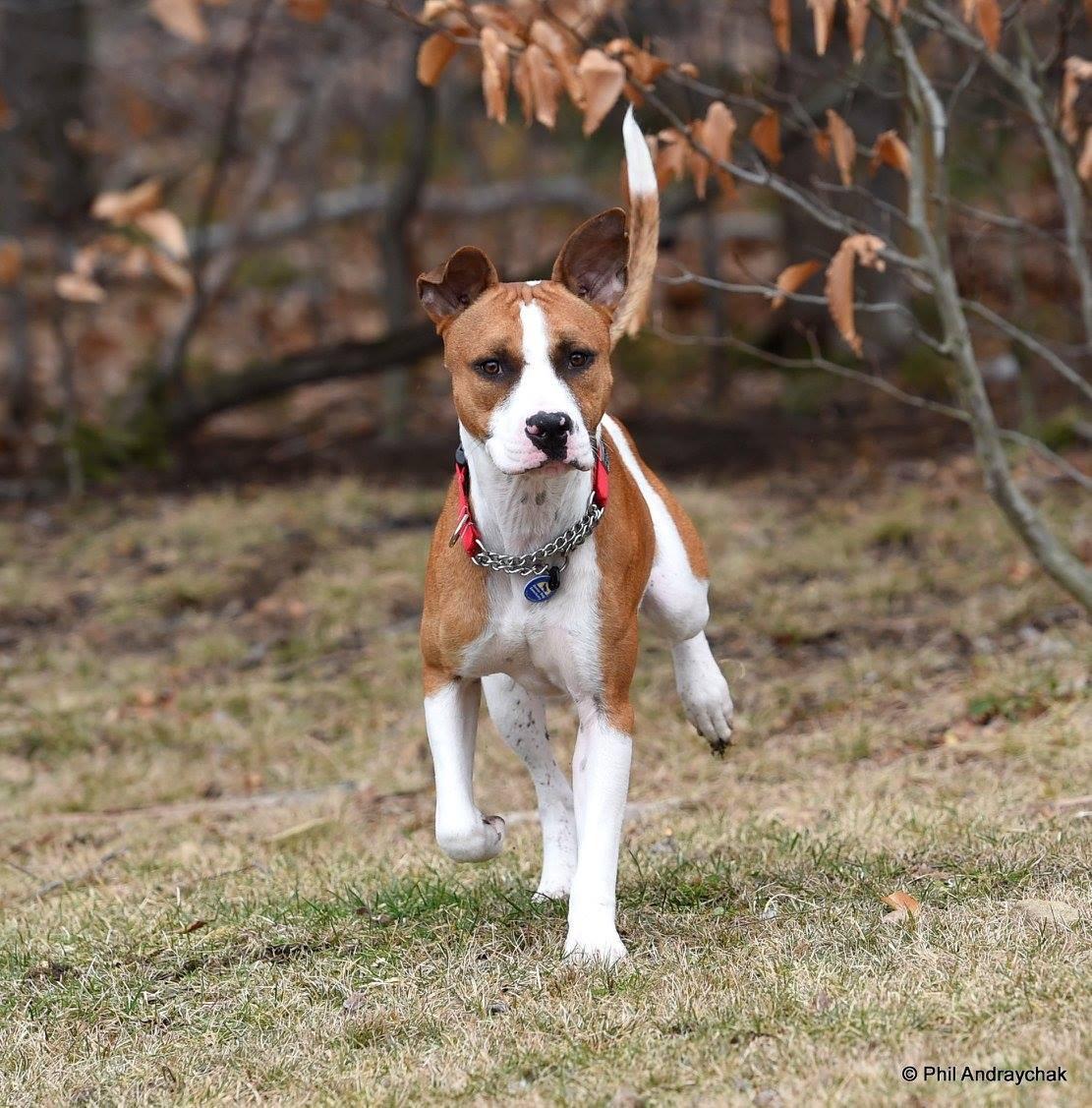 Enlarge Paulie, a Adoptable mixed breed in Altoona, PA image 4/5