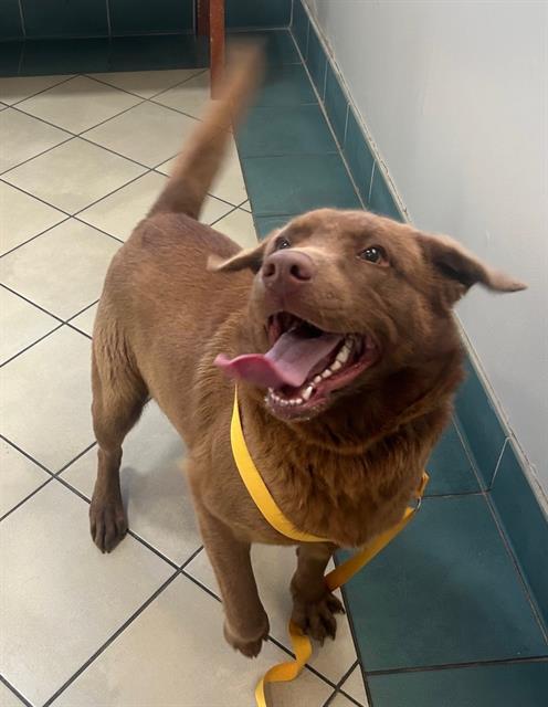 Enlarge COLT, a Adoptable mixed breed in Newton, NC image 1/1