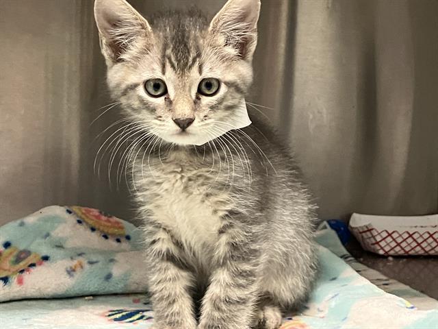 HAHA, Adoptable, Kitten Male Domestic Short Hair.