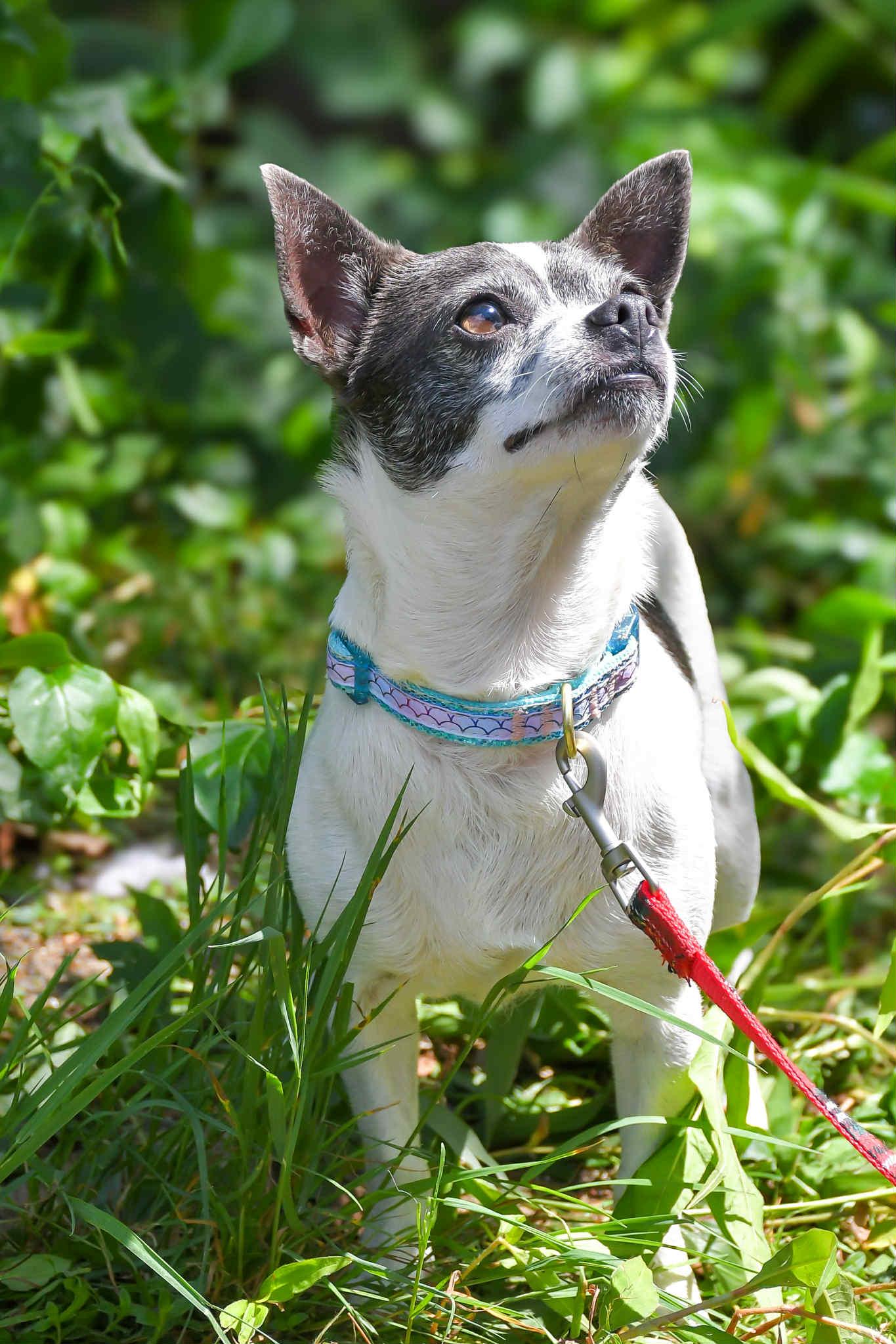Gloria in NH! Come Meet our Adoptable Dogs Wednesday-Saturday. More info in Bio!