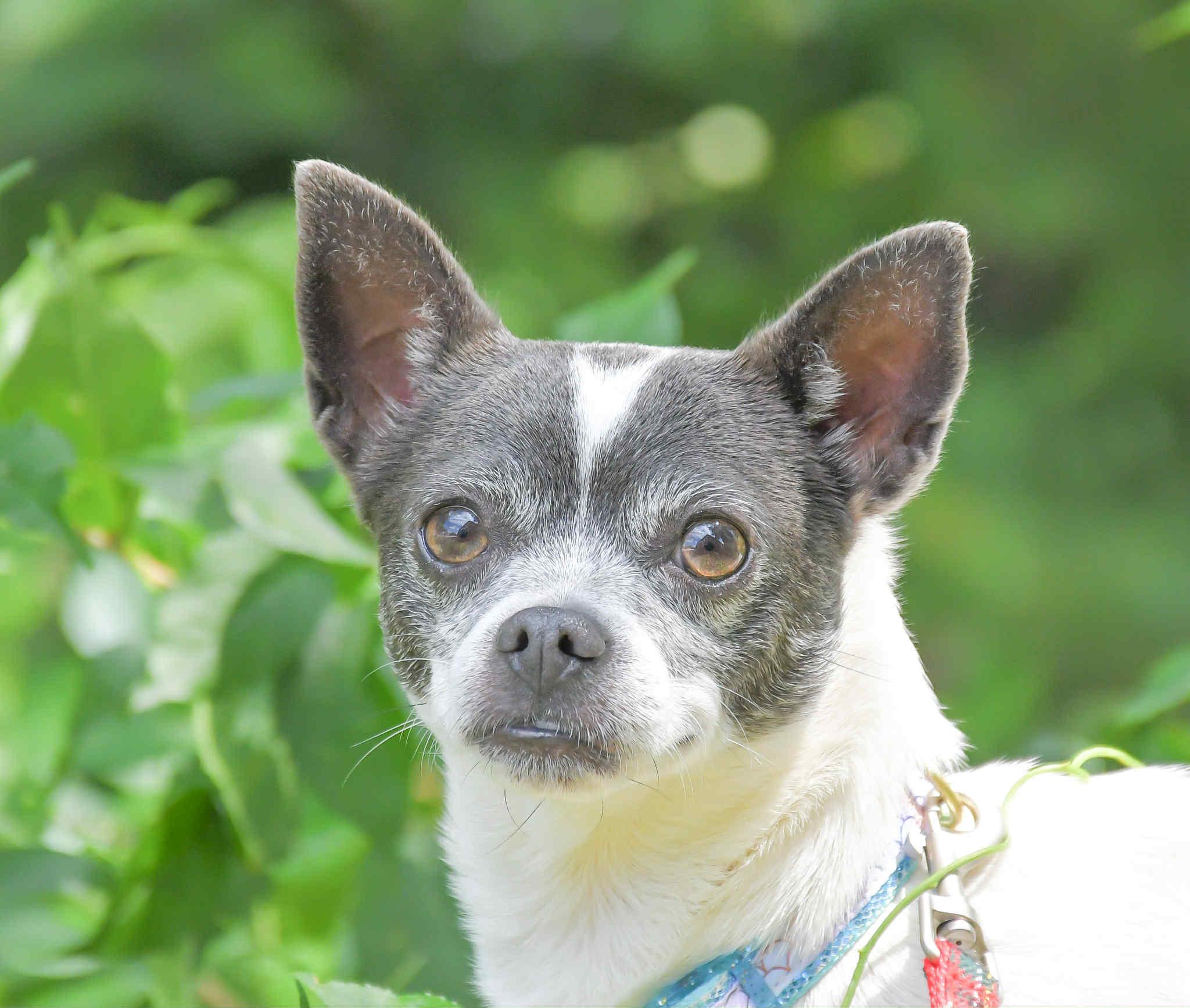 Gloria in NH! Come Meet our Adoptable Dogs Wednesday-Saturday. More info in Bio!