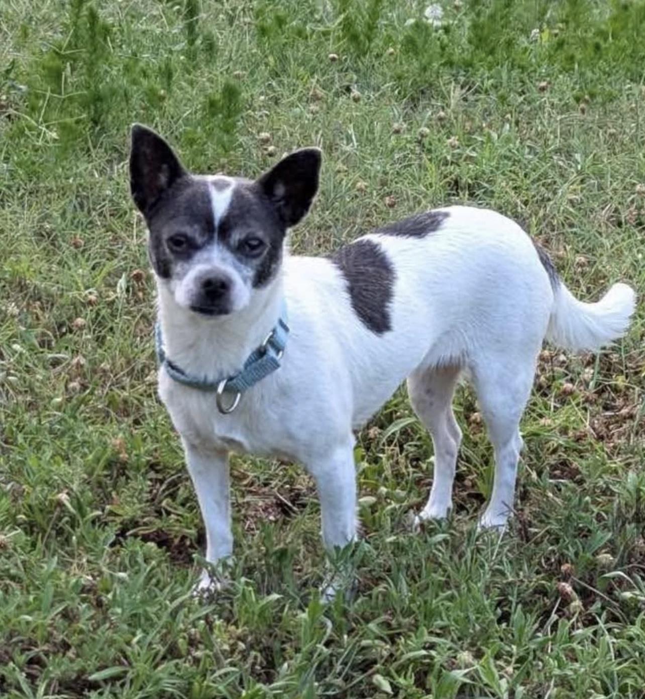 Gloria in NH! Come Meet our Adoptable Dogs Wednesday-Saturday. More info in Bio!