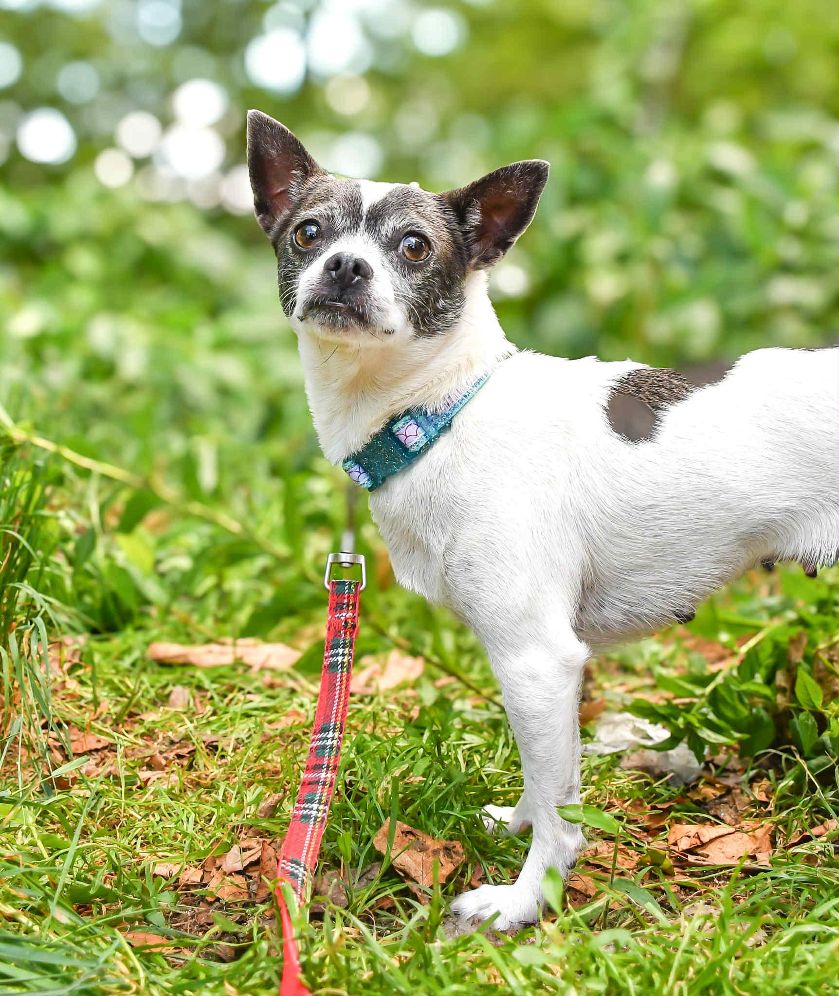 Gloria in NH! Come Meet our Adoptable Dogs Wednesday-Saturday. More info in Bio!