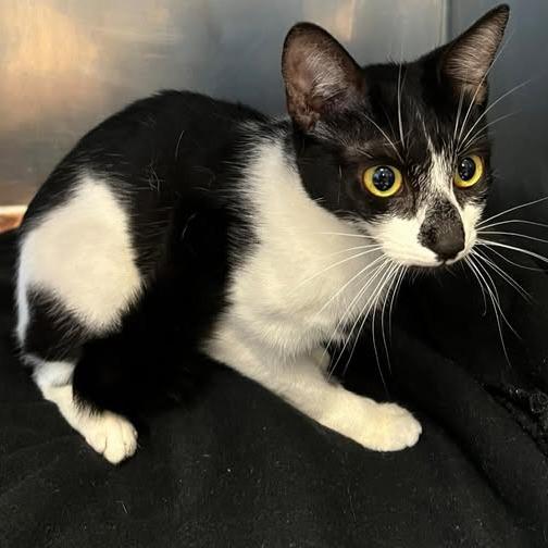 Enlarge Yvonne, a Adoptable Domestic Short Hair in Redwood City, CA image 1/1